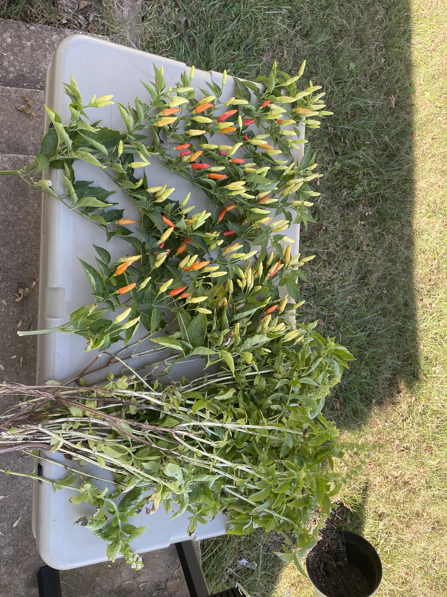 Harvesting the Final Bounty from My Garden