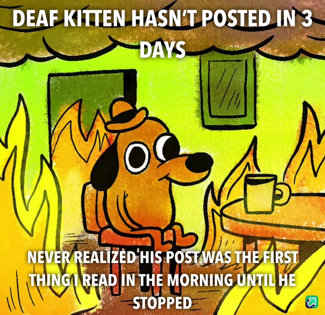 The Legendary Dead Kitten: A Meme Icon for Our Generation