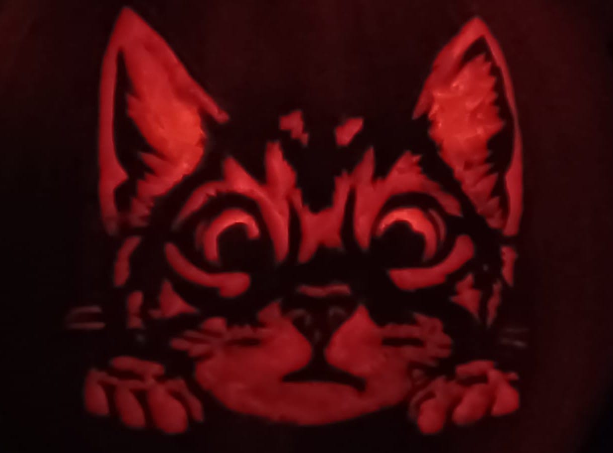 Adorable Pumpkin Cat Steals the Show