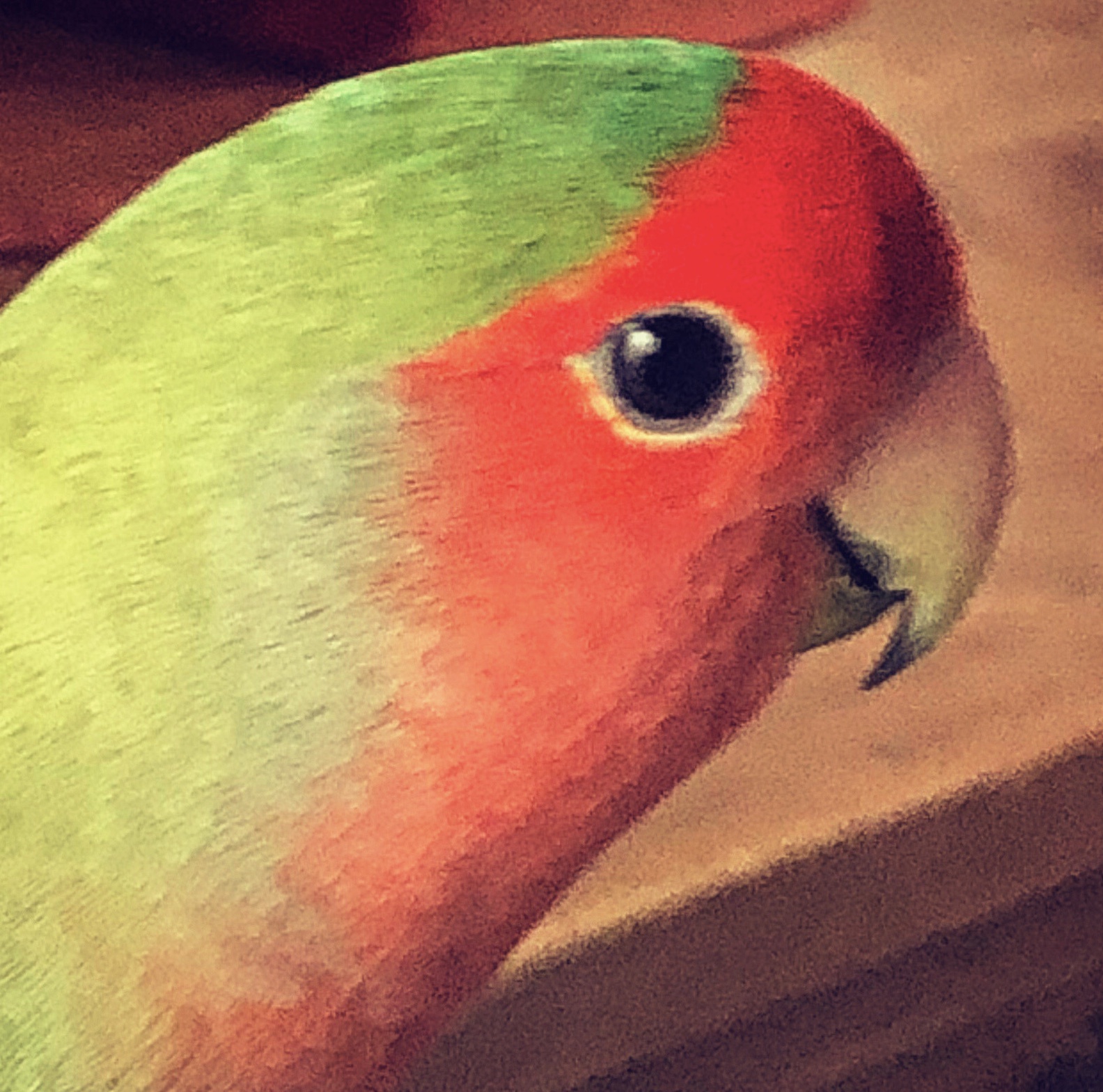 Meet my feathered friend!