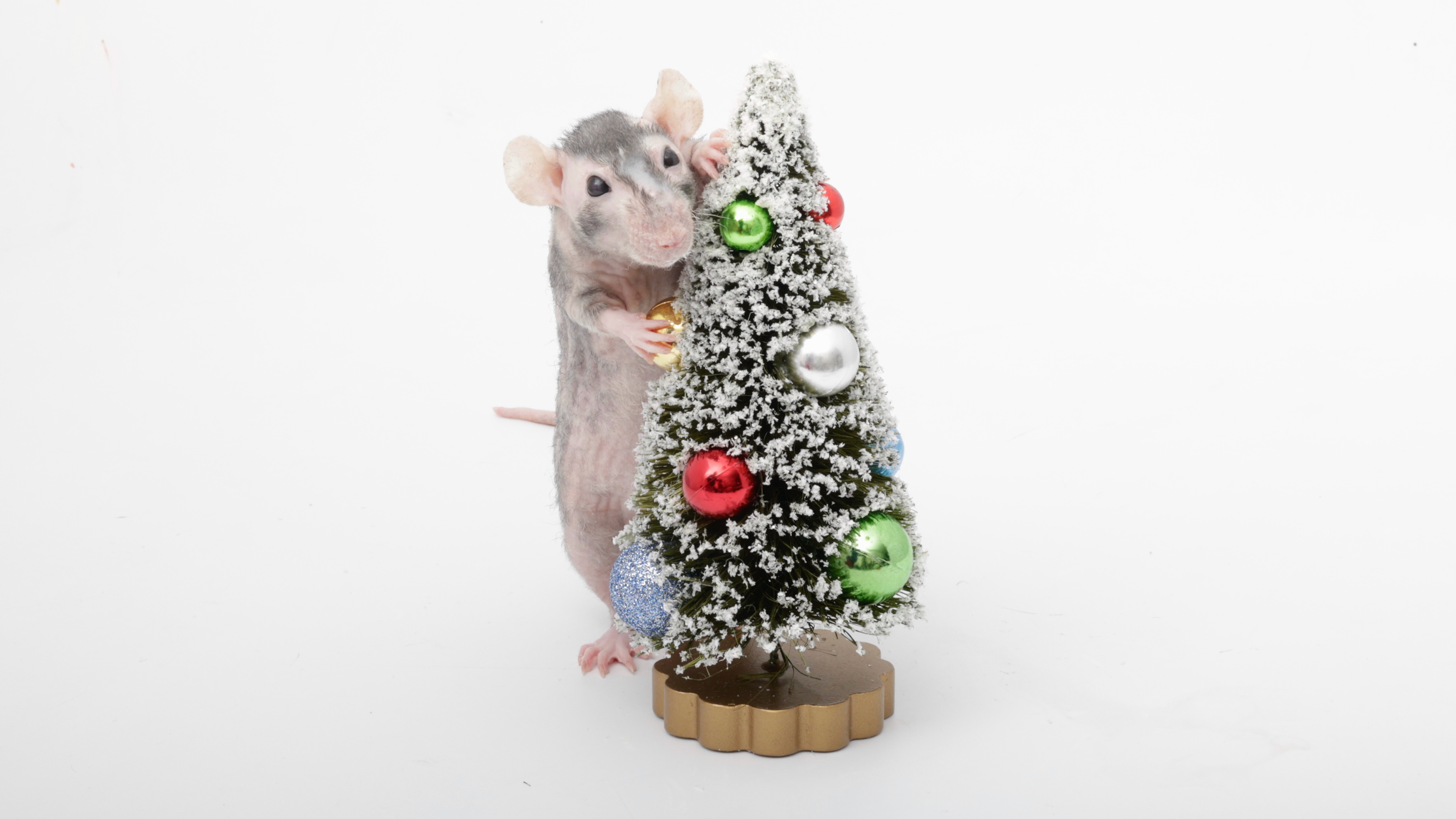 On the 9th Day of Ratmas, My Ratties Gifted Me a Raisin and a Christmas Tree!