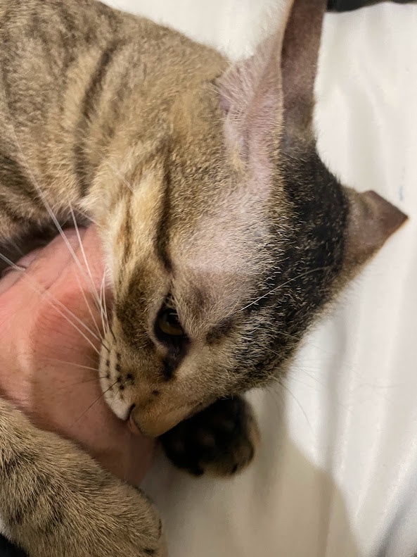 The Fierce Bite of the Cat