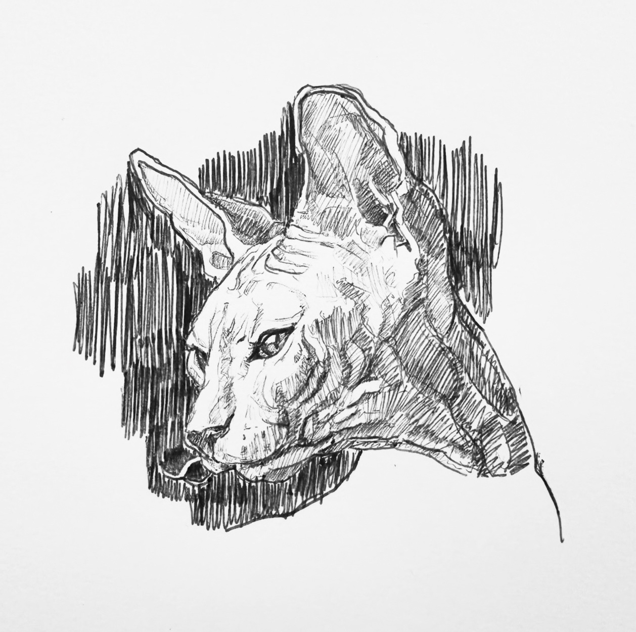 Ballpoint Cat and Artistic Portraits