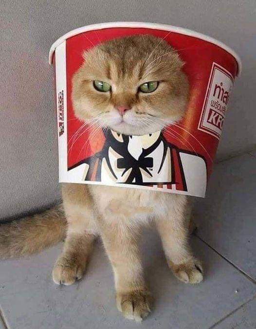Wanted: Kentucky Fried Kitten - A Culinary Caper