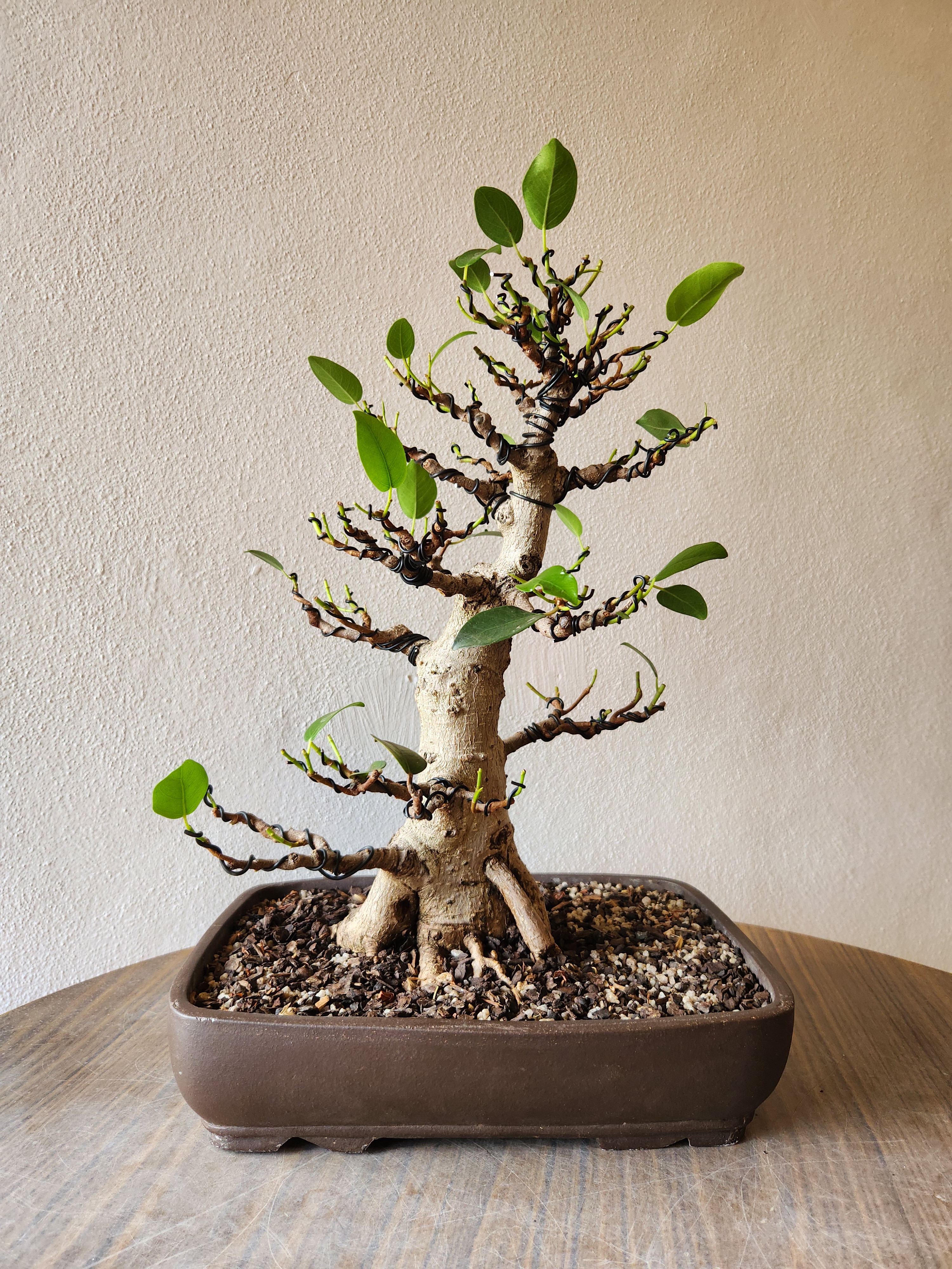 Bonsai Bench Update: Summer 2025 Edition