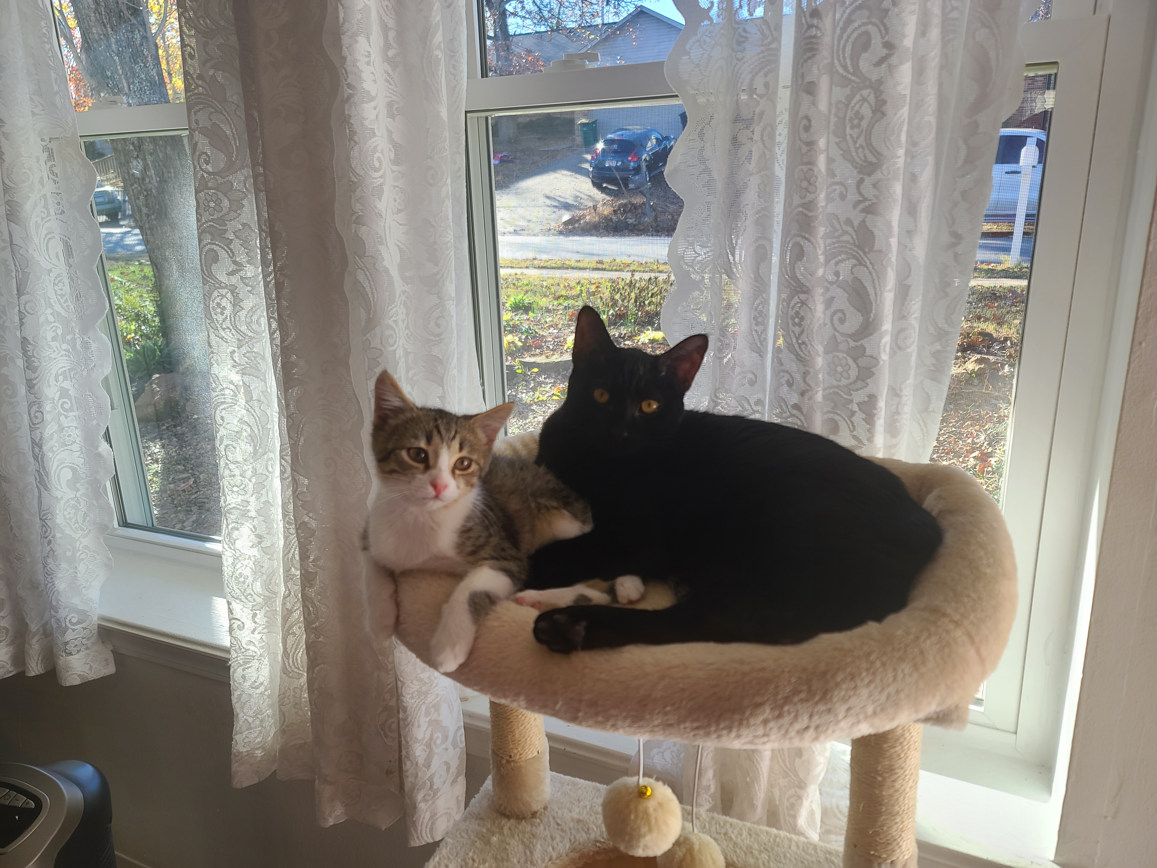Caturday Fun with My Furry Friends