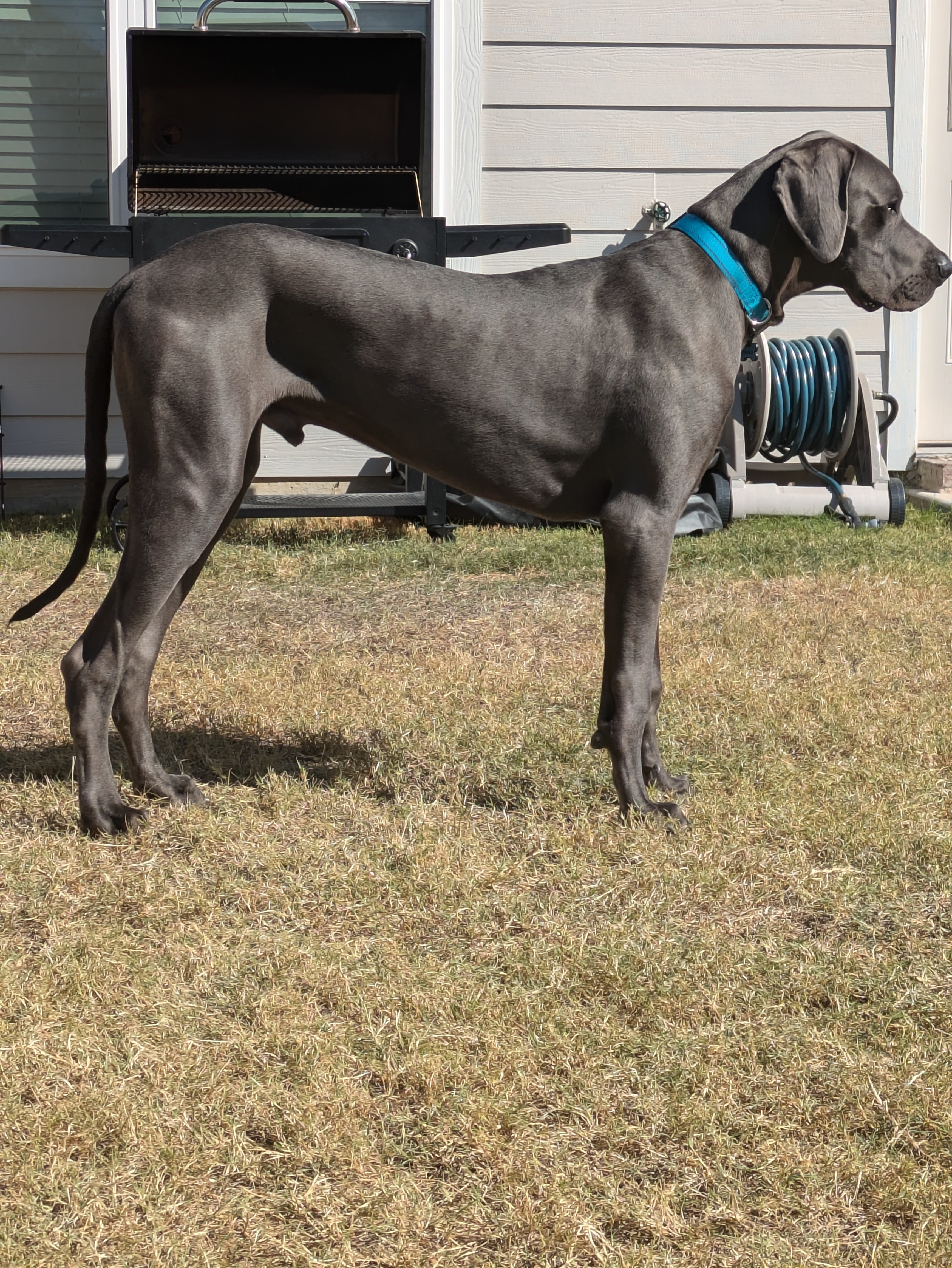 Meet My Adorable Great Dane!