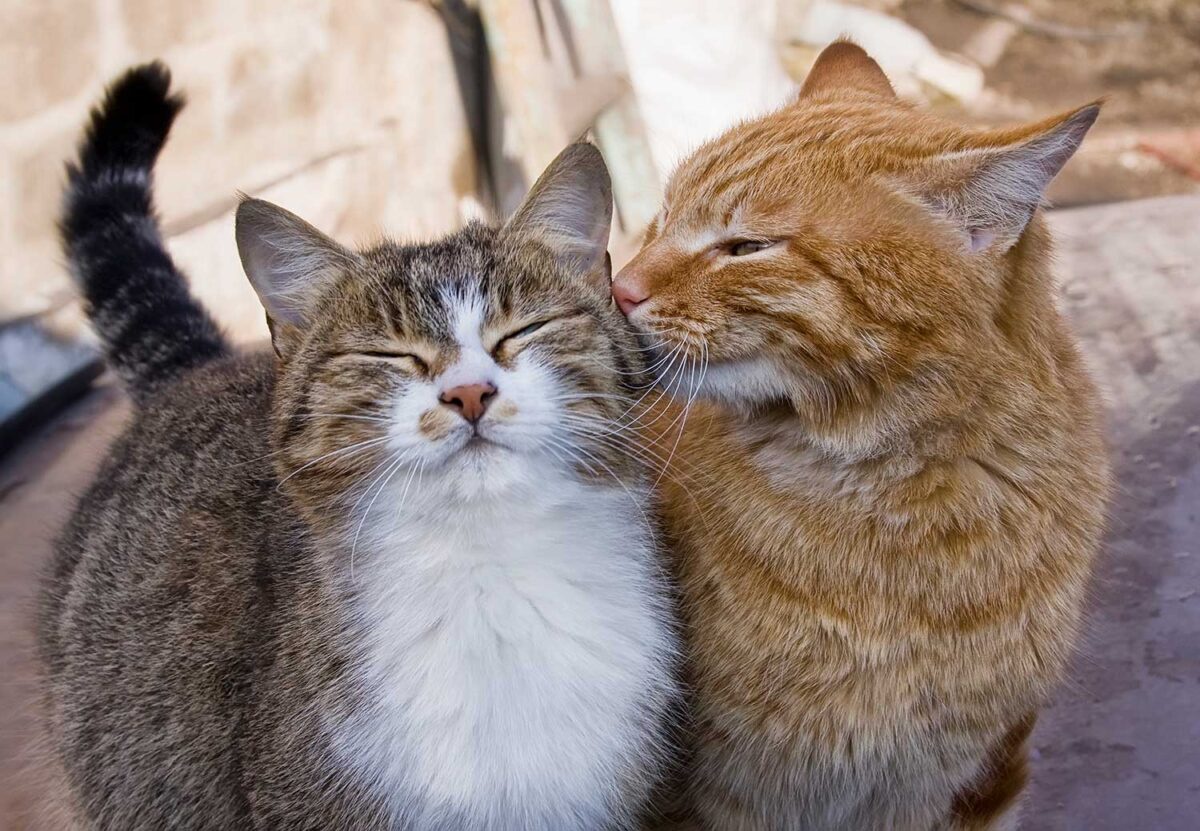 Caturday Eve: The Purrfect Night for Cat Lovers