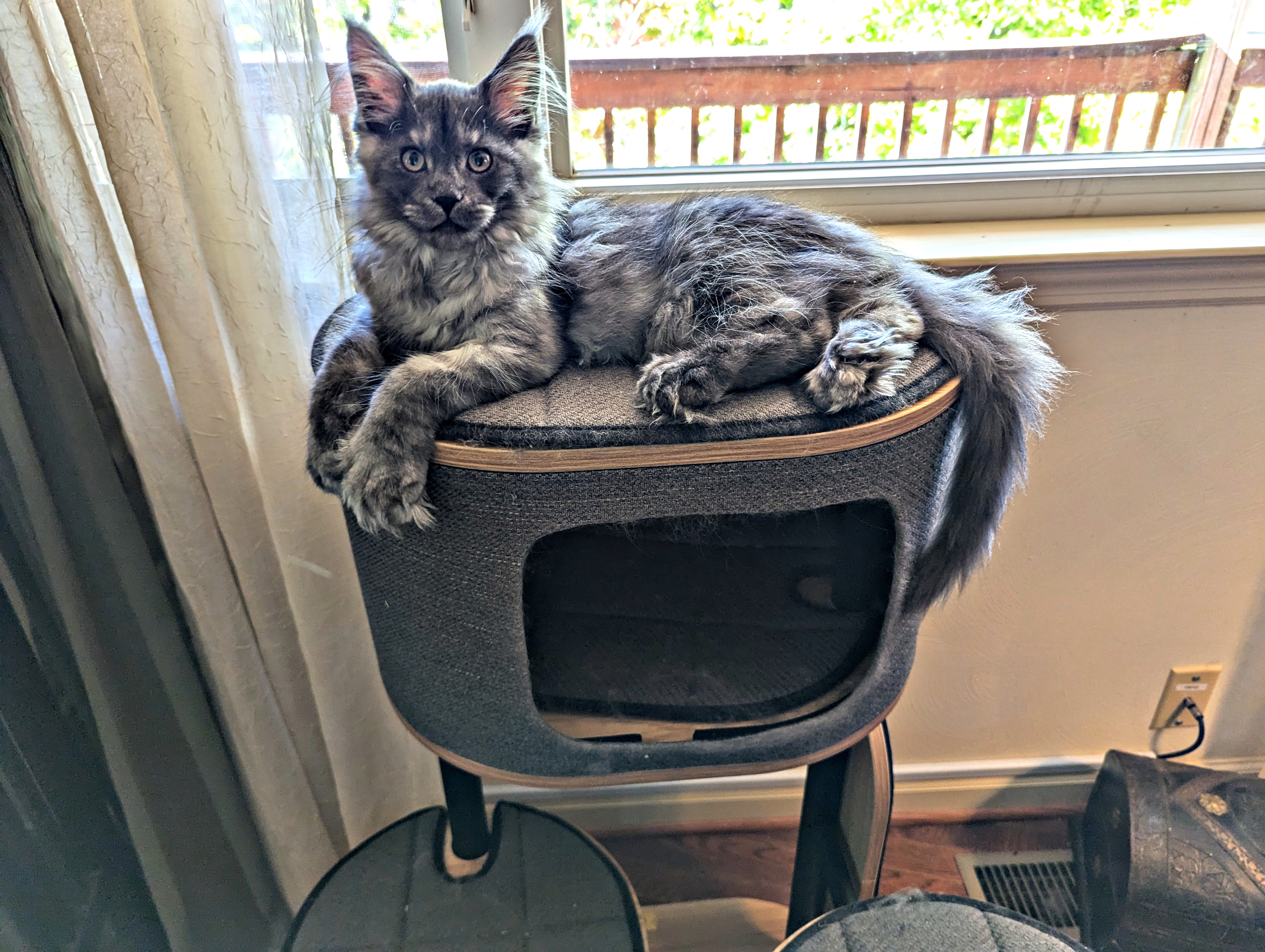 Meet Ronin, the adorable 14-week-old Maine Coon!
