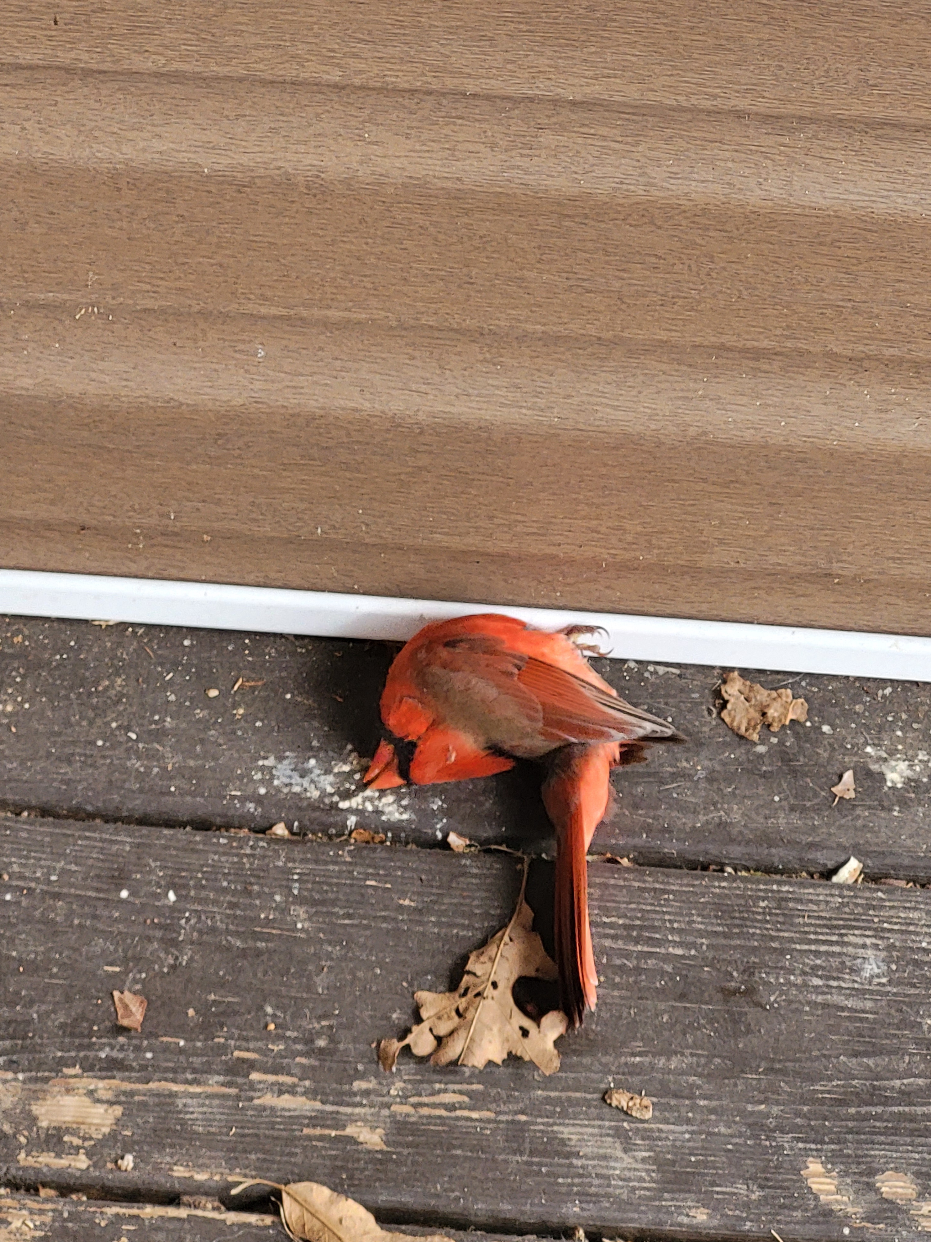 A Red Cardinal Has Taken a Tumble!