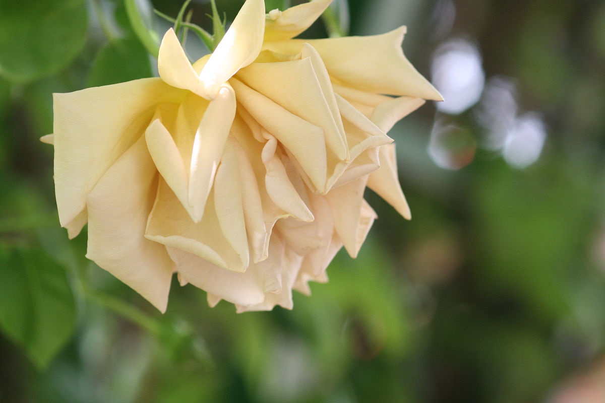 A Glimpse of the Stunning Keisei Rose Garden in May 2013