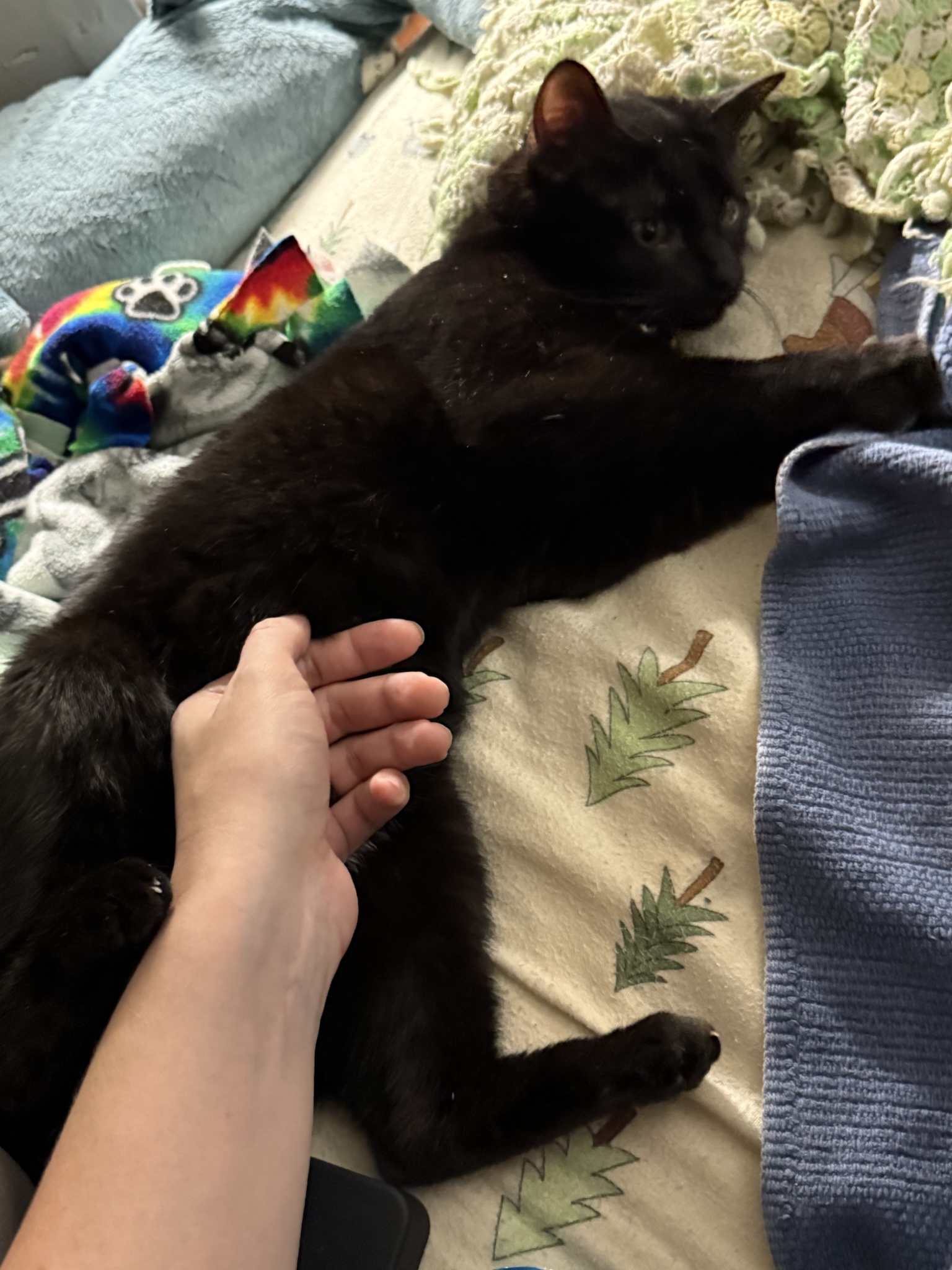Introducing Our Newest Family Member: Miss Kimchi!