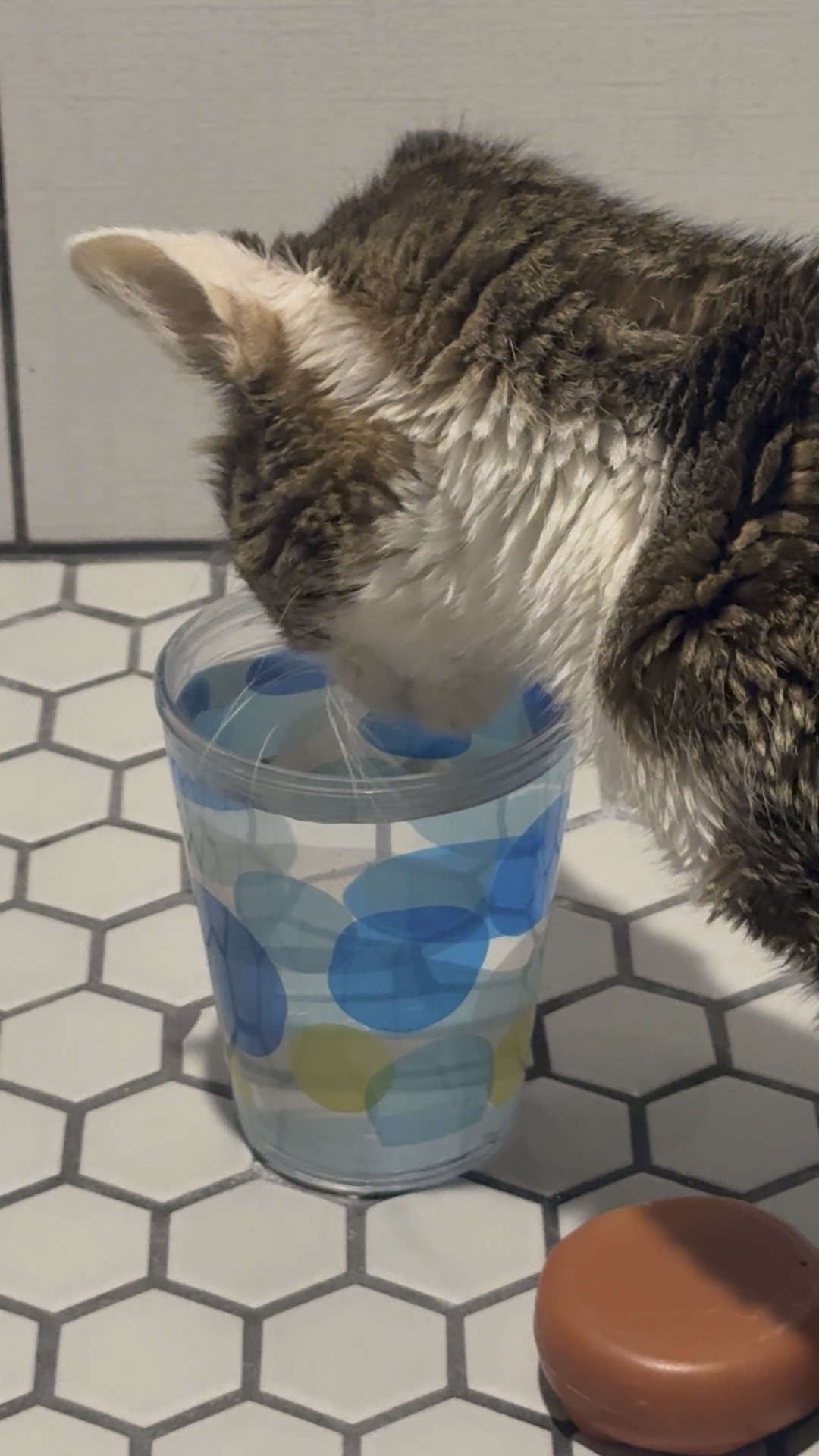 A Cat's Delightful Moment: Sipping with Style