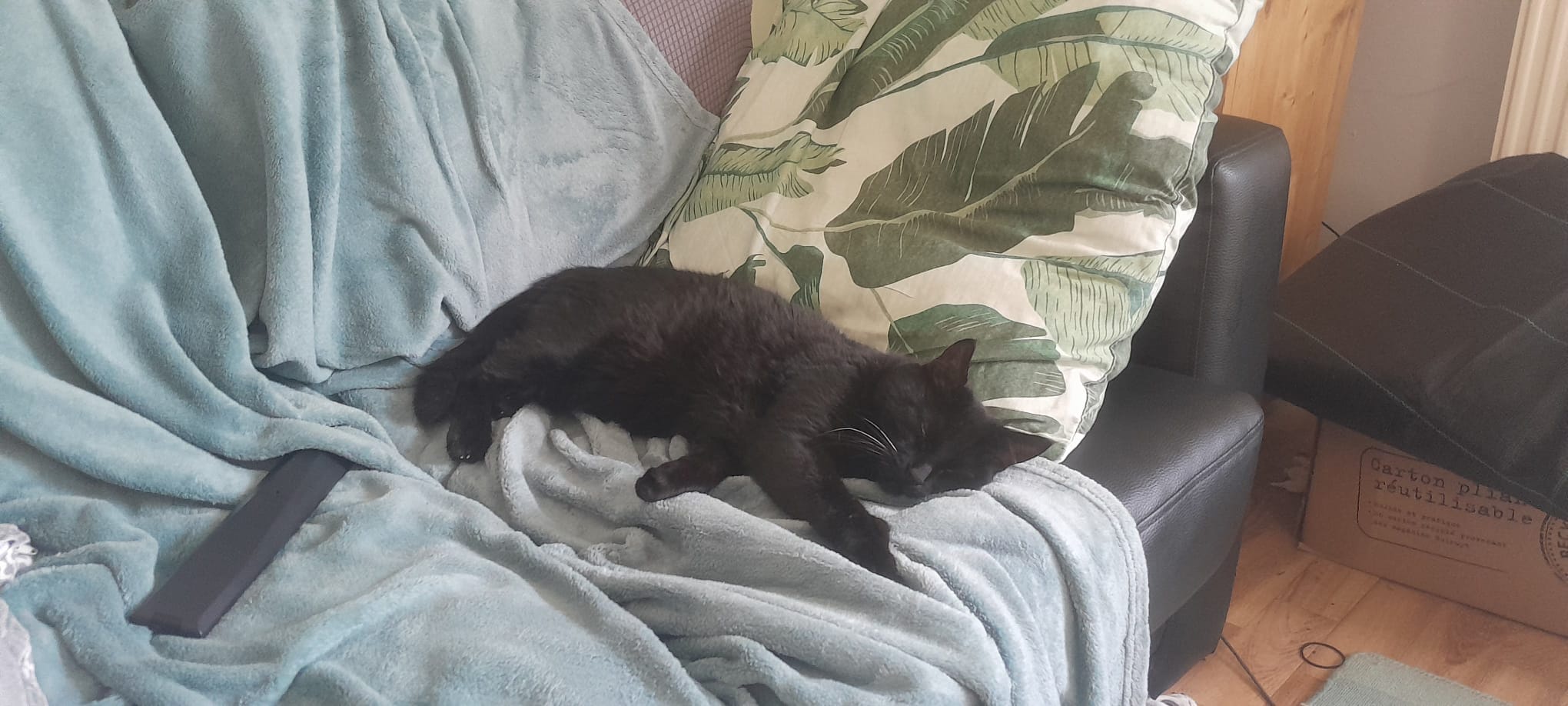 Catching Some Z's