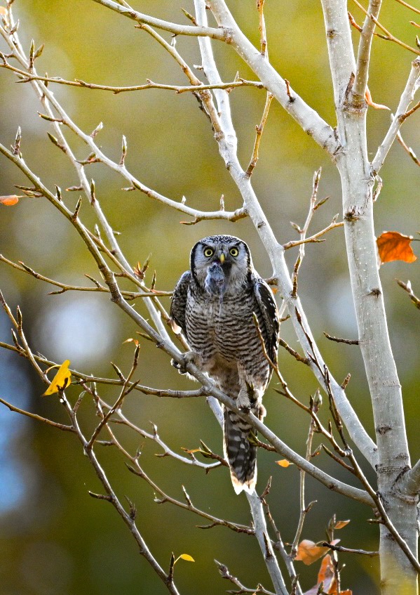 Northern Hawk Owl Enjoying a Delicious Lunch