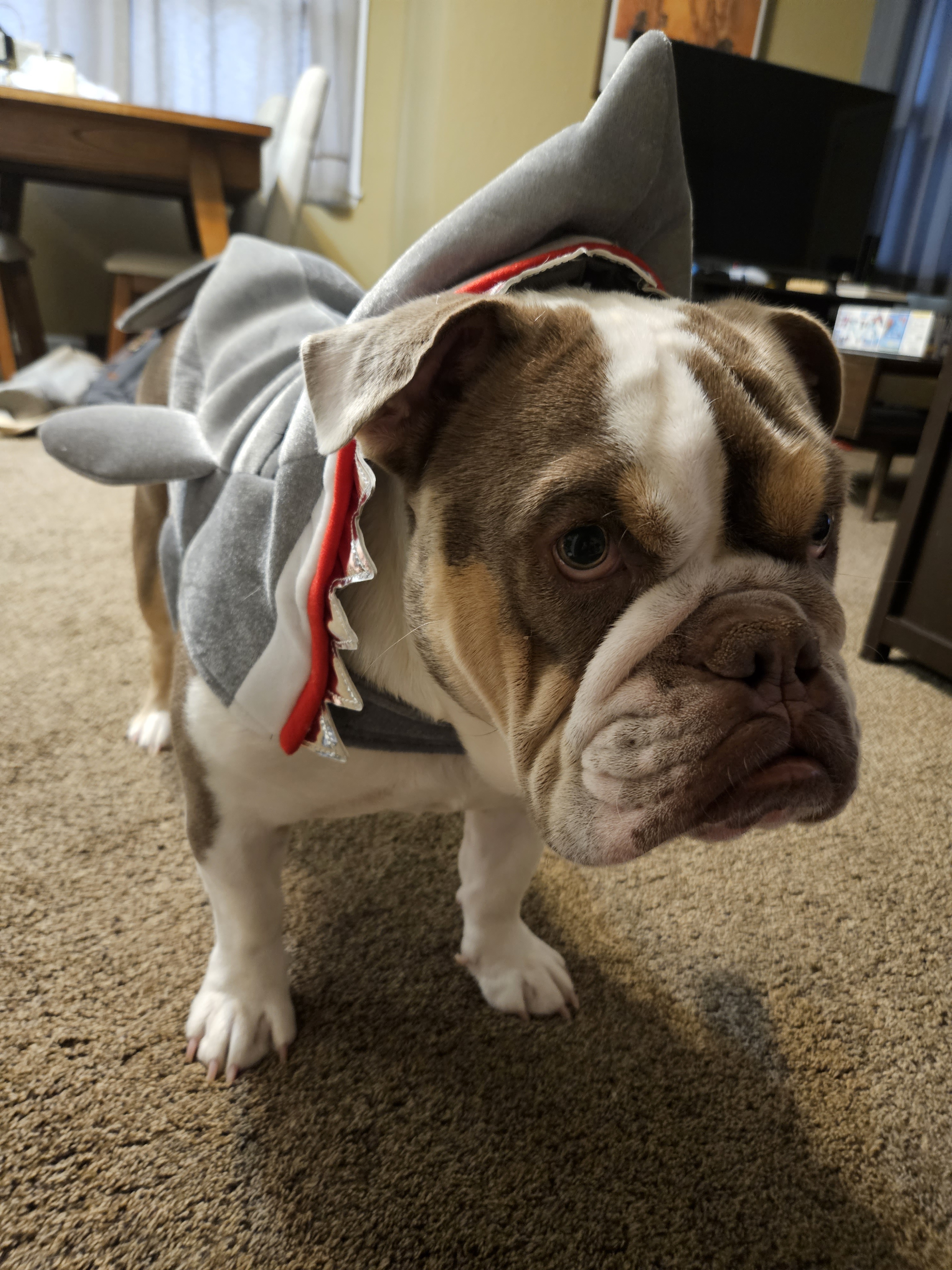 Blue the Shark: The Catchy Song You Can't Get Out of Your Head