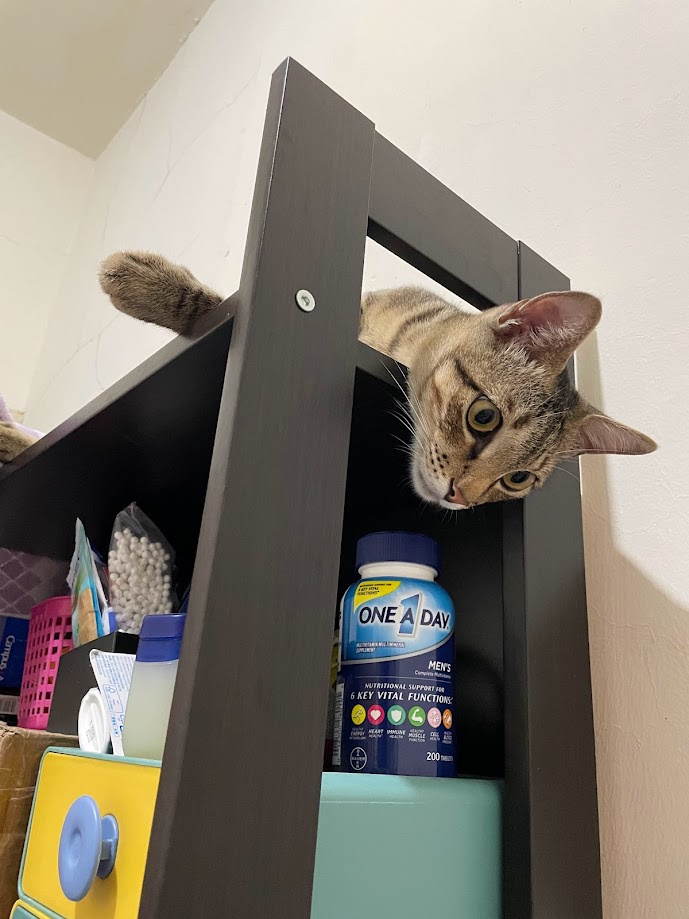 Adorable Cat Cuteness Overload