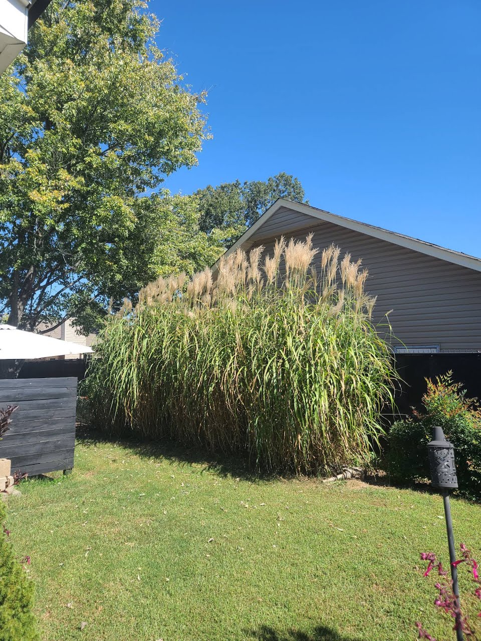 Using Miscanthus giganteus for Ultimate Privacy
