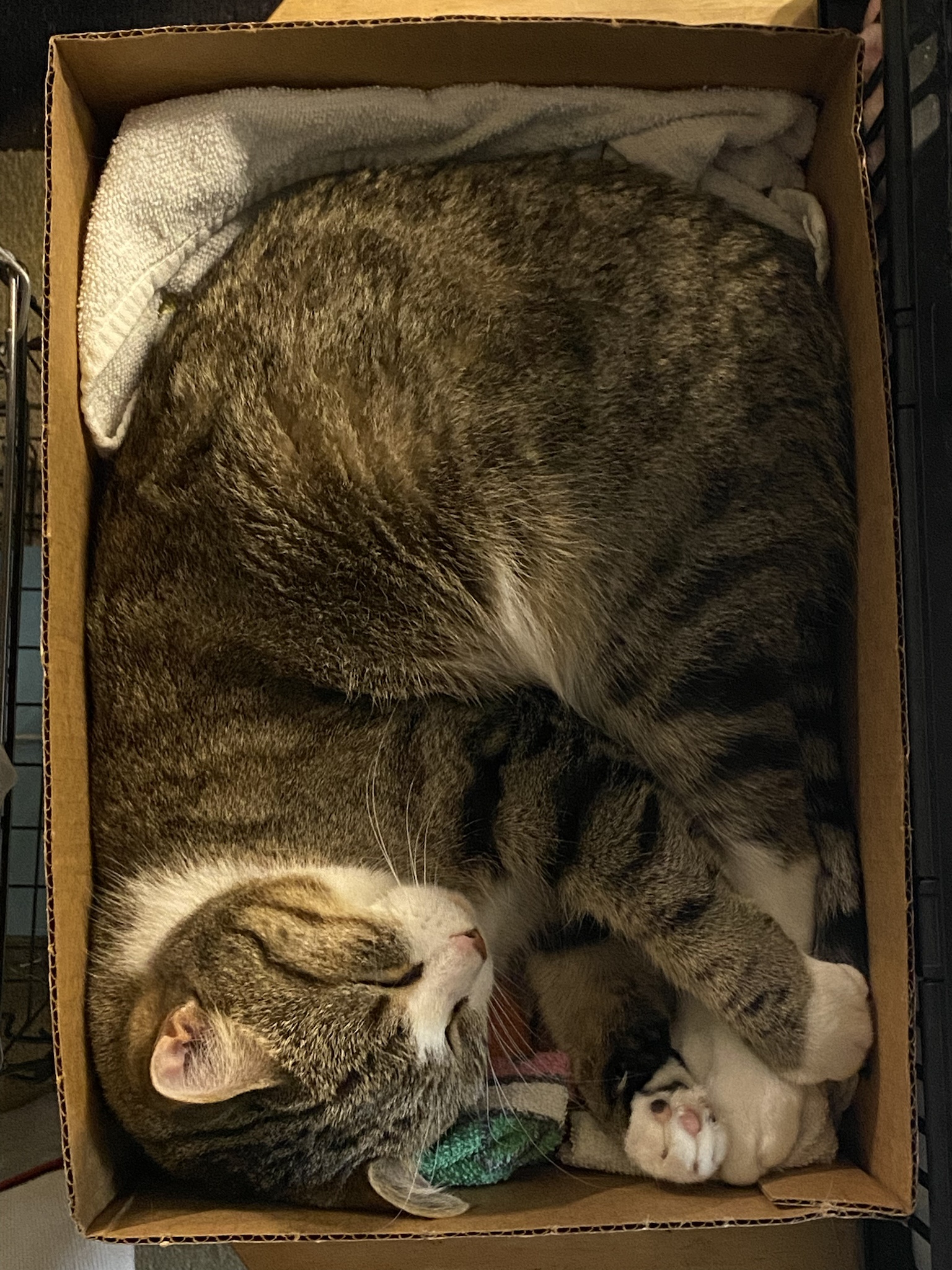 Meet the Box of Adorable Kitty Surprises