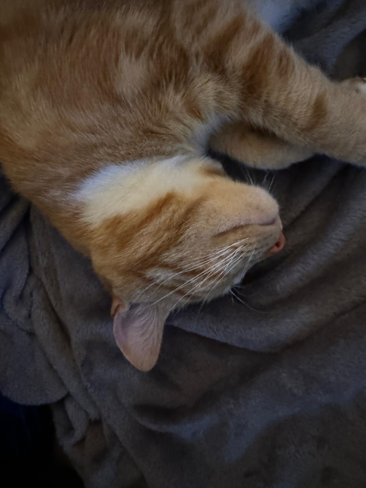 Biscuit's Daily Snapshot: Another Day, Another Adventure