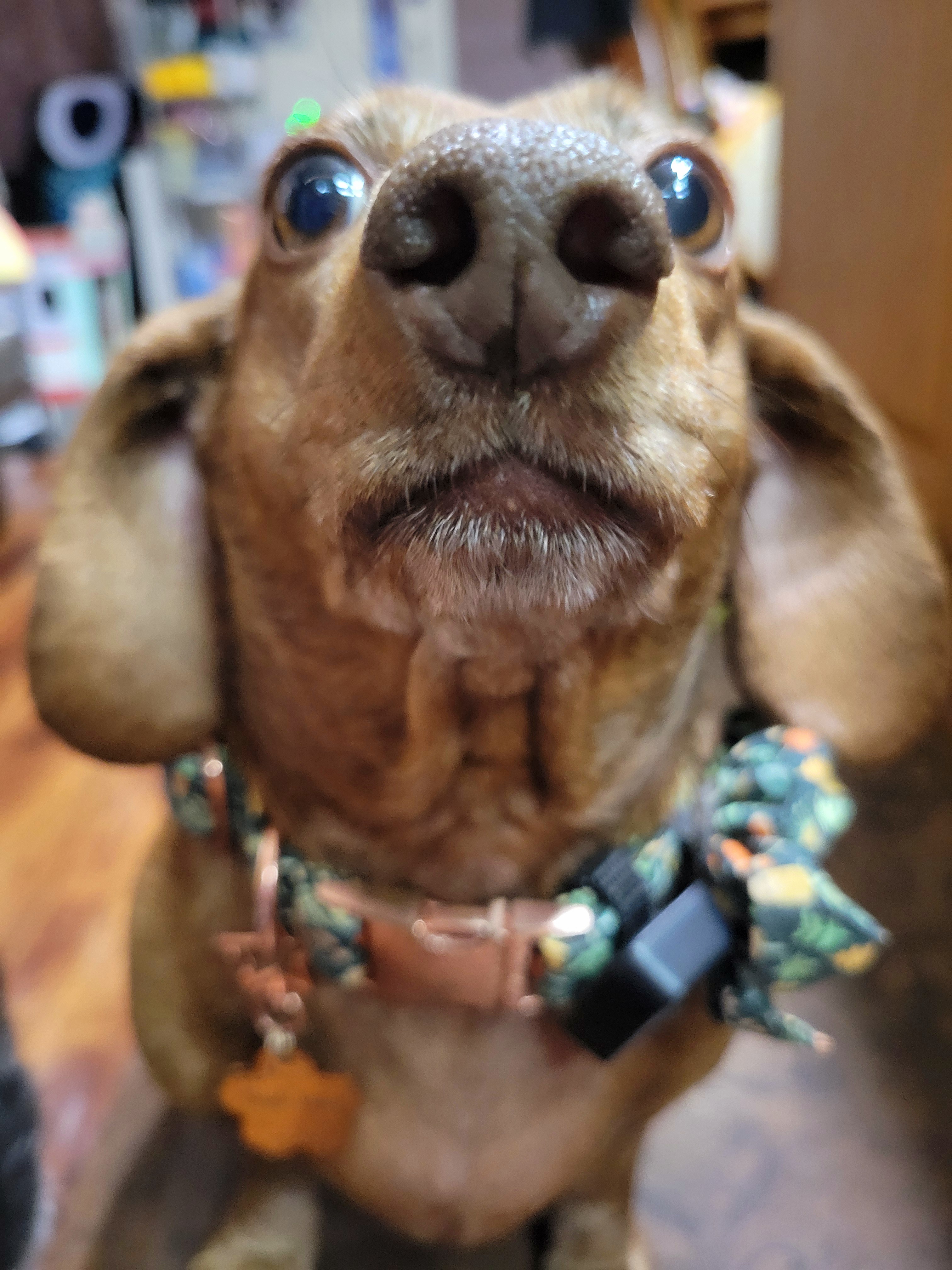 Meet my adorable pup Tiger Lilly: Day 715