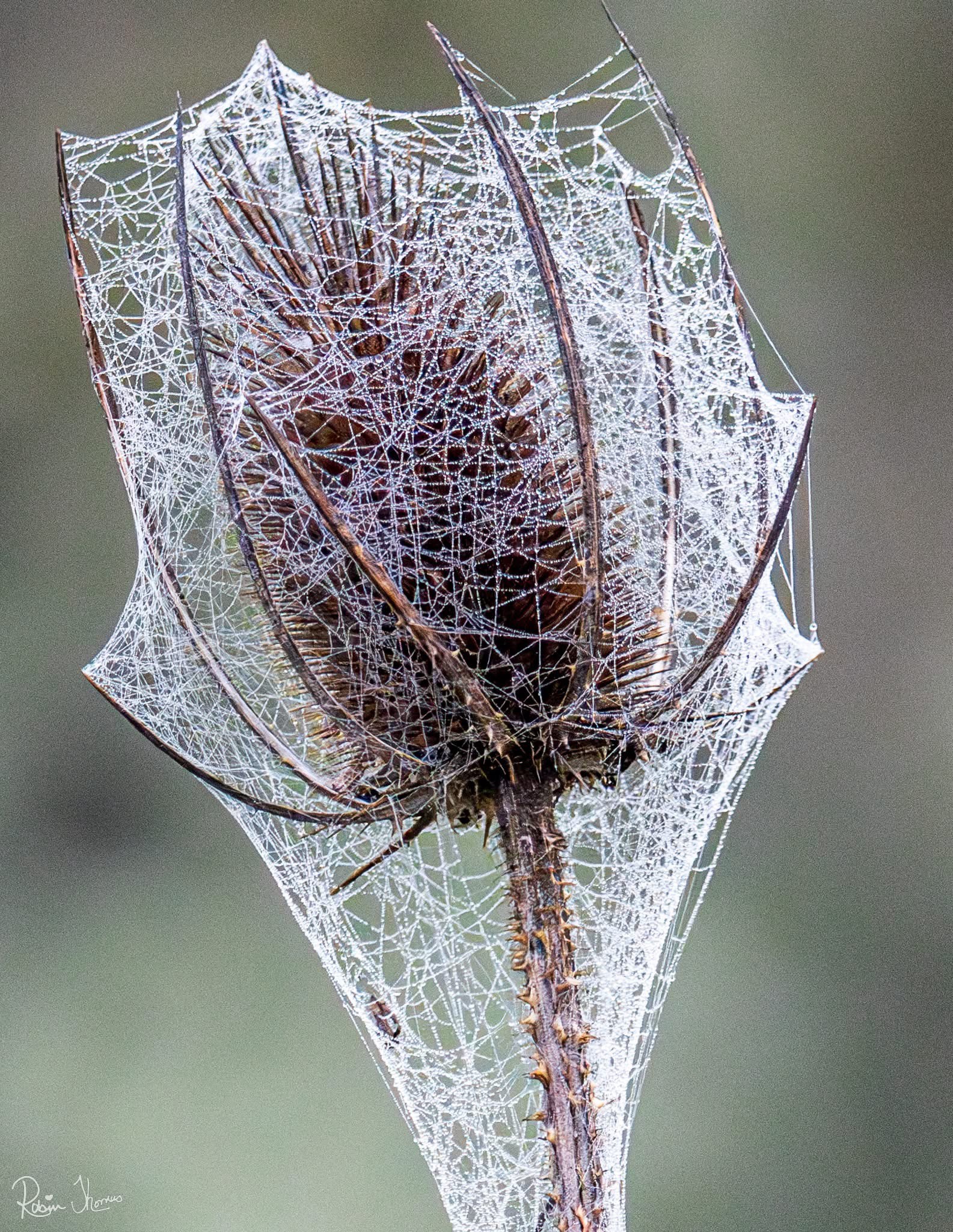The World Wide Web Unveiled