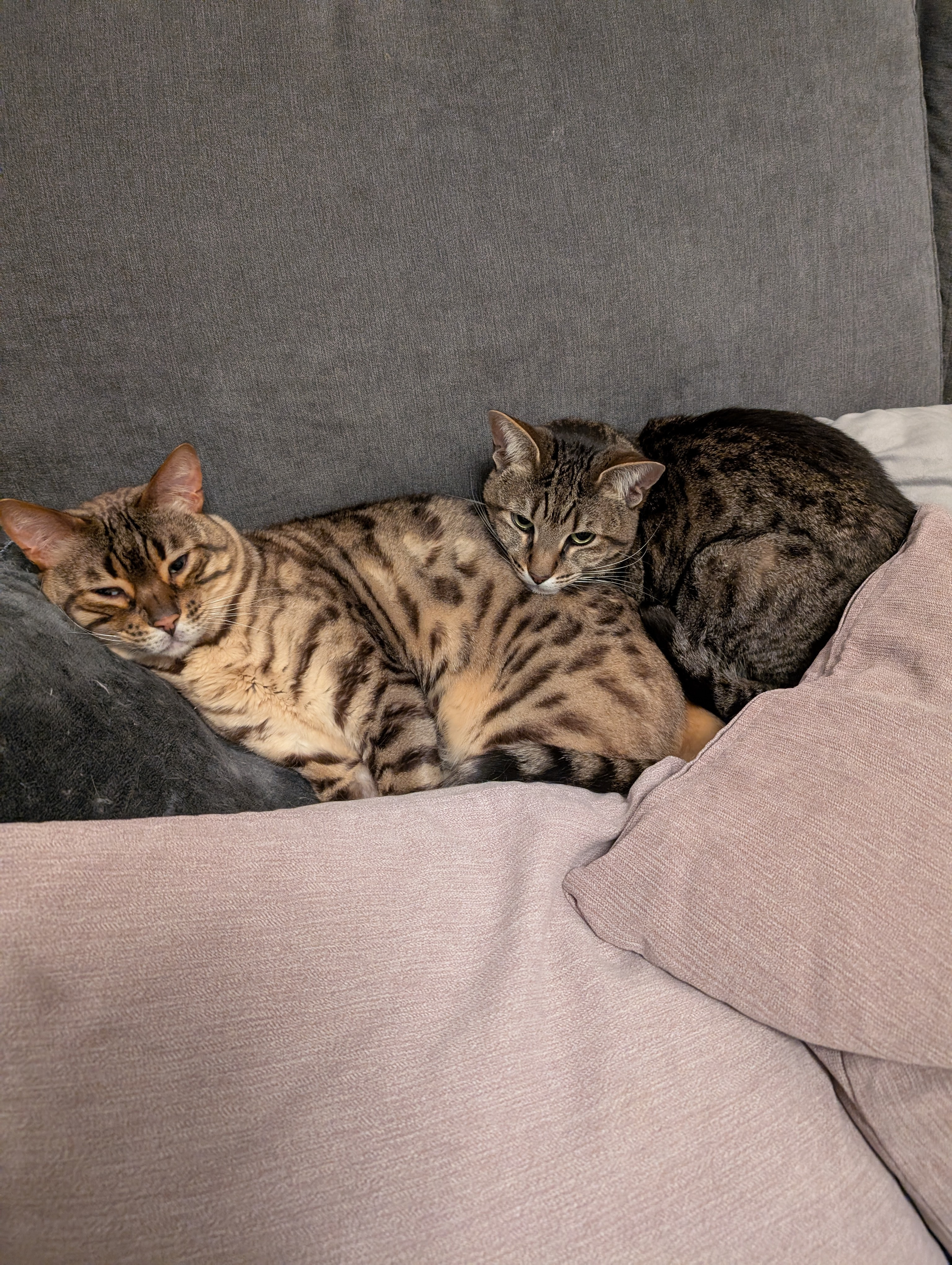 Just a Cozy Pile of Pillows and a Cat: Nothing to See Here