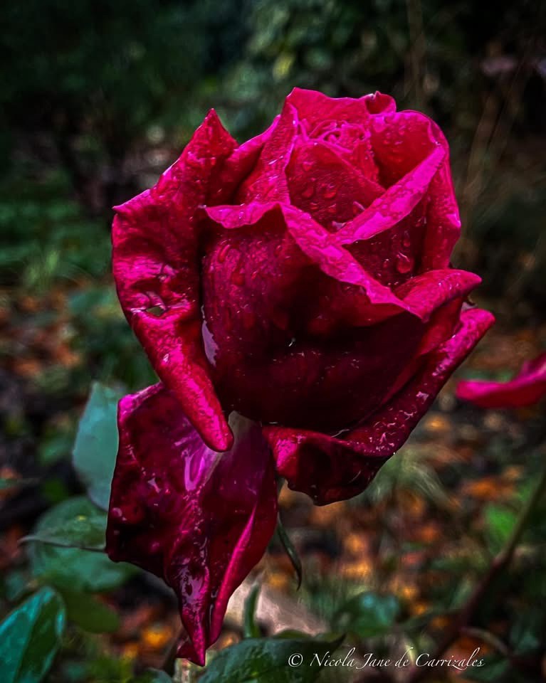The Beauty of a Rose