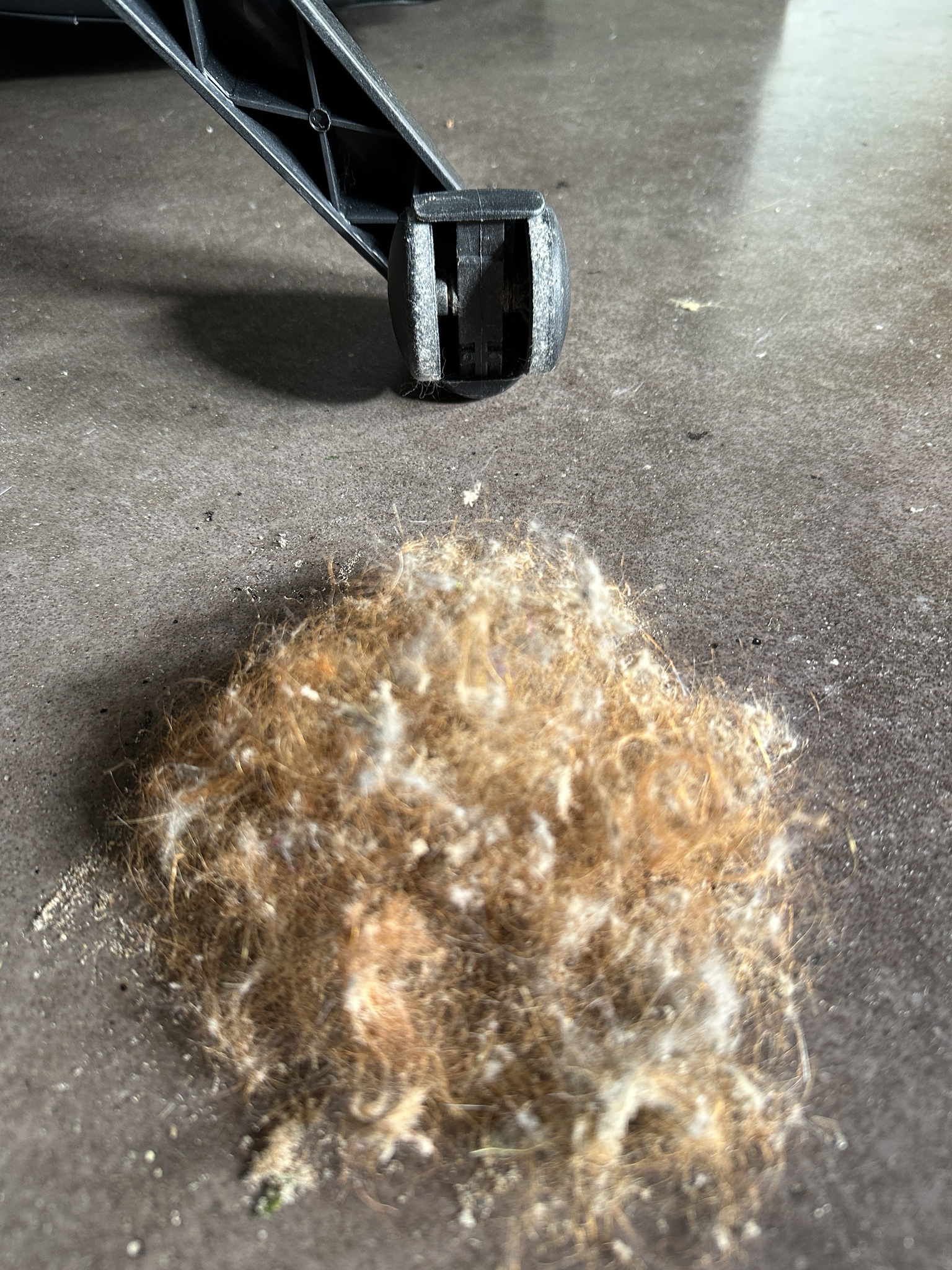 After four years of pandemic snacking and hair-twirling, I finally cleaned my office chair's wheel wells!