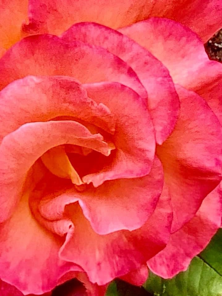 A Beautiful Rose