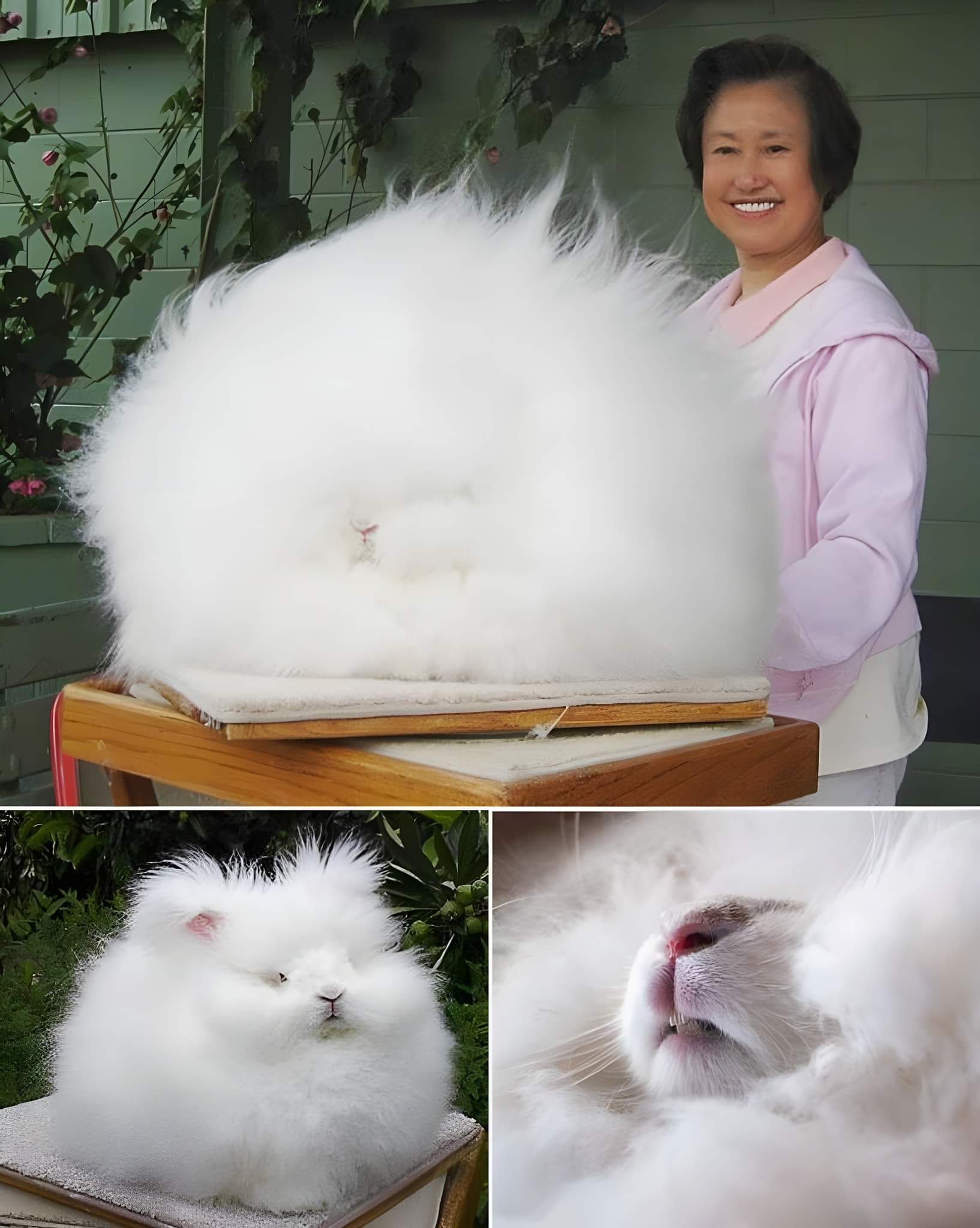 Have you ever laid eyes on a bunny this fluffy?