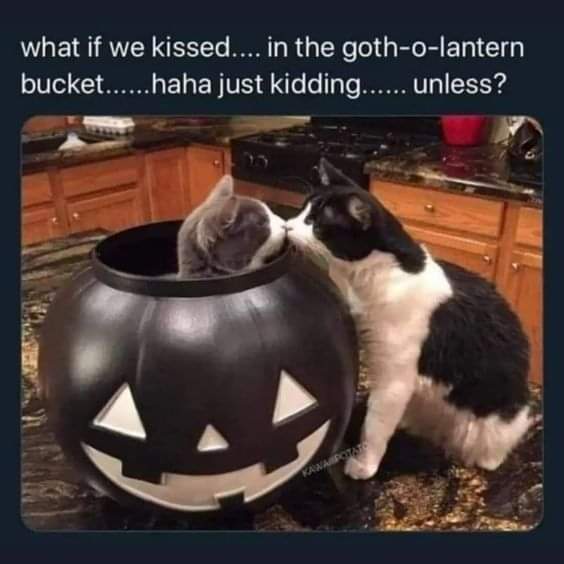 When You Realize Cat Relationships Are Real