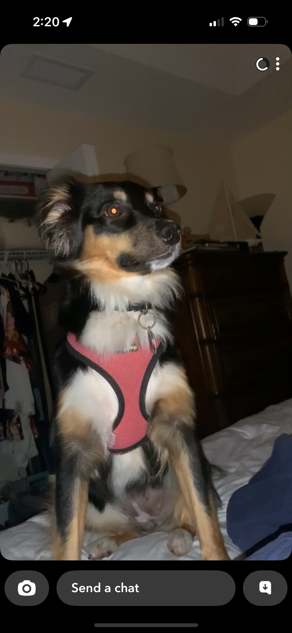 My Ex's Dog Reacts to My Voice After Months Apart