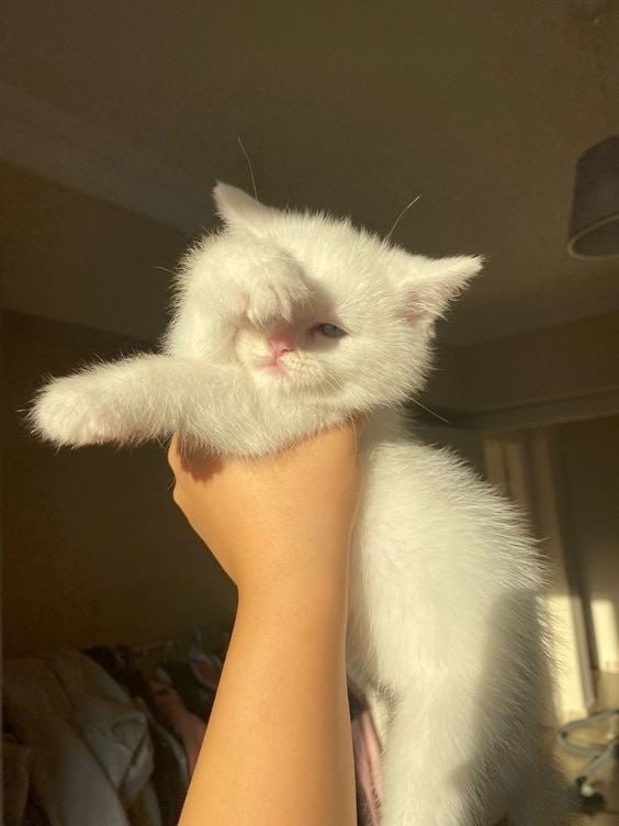 Feeling Sleepy and Ready for a Nap