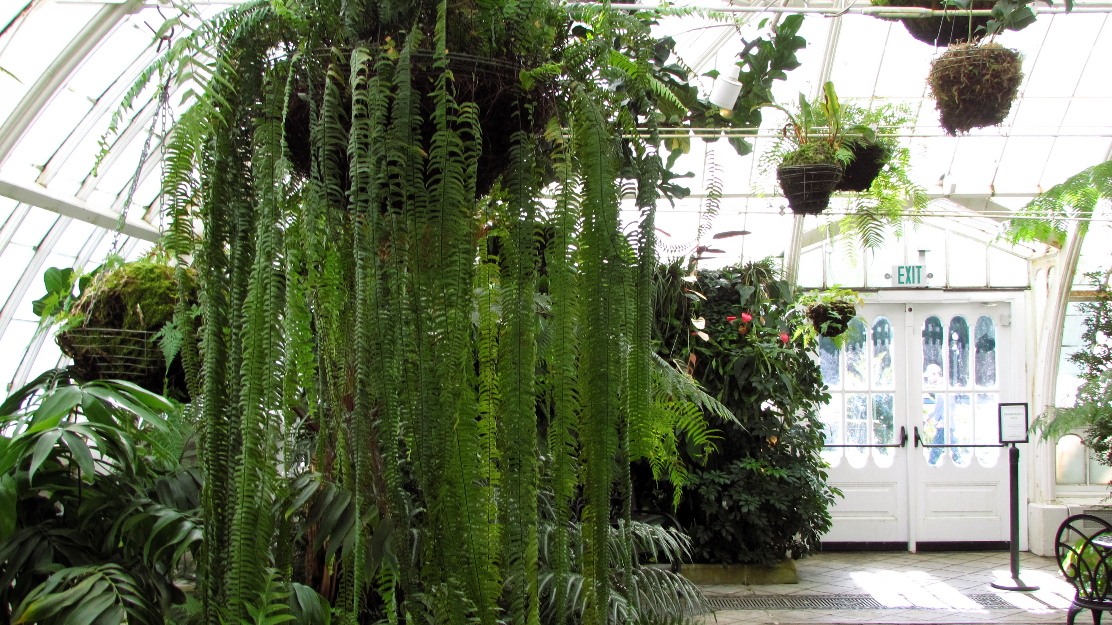 A beautiful day at the Conservatory of Flowers—nature's paradise.