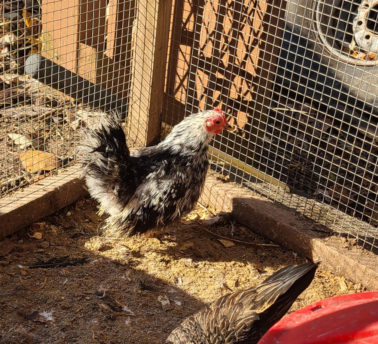 Meet the Silkie Serama: A Feathered Wonder