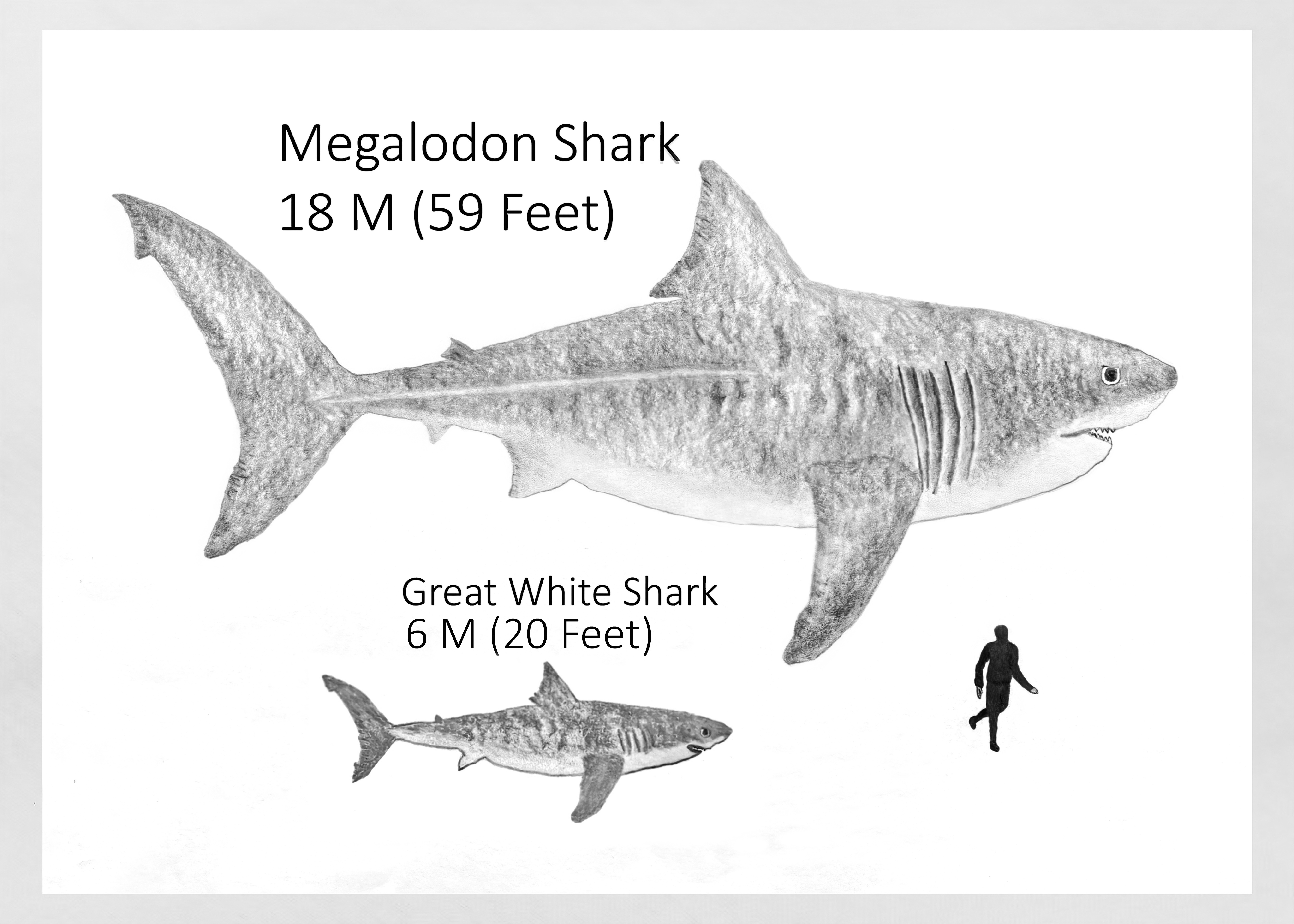 Epic Showdown: Megalodon vs. Great White Shark