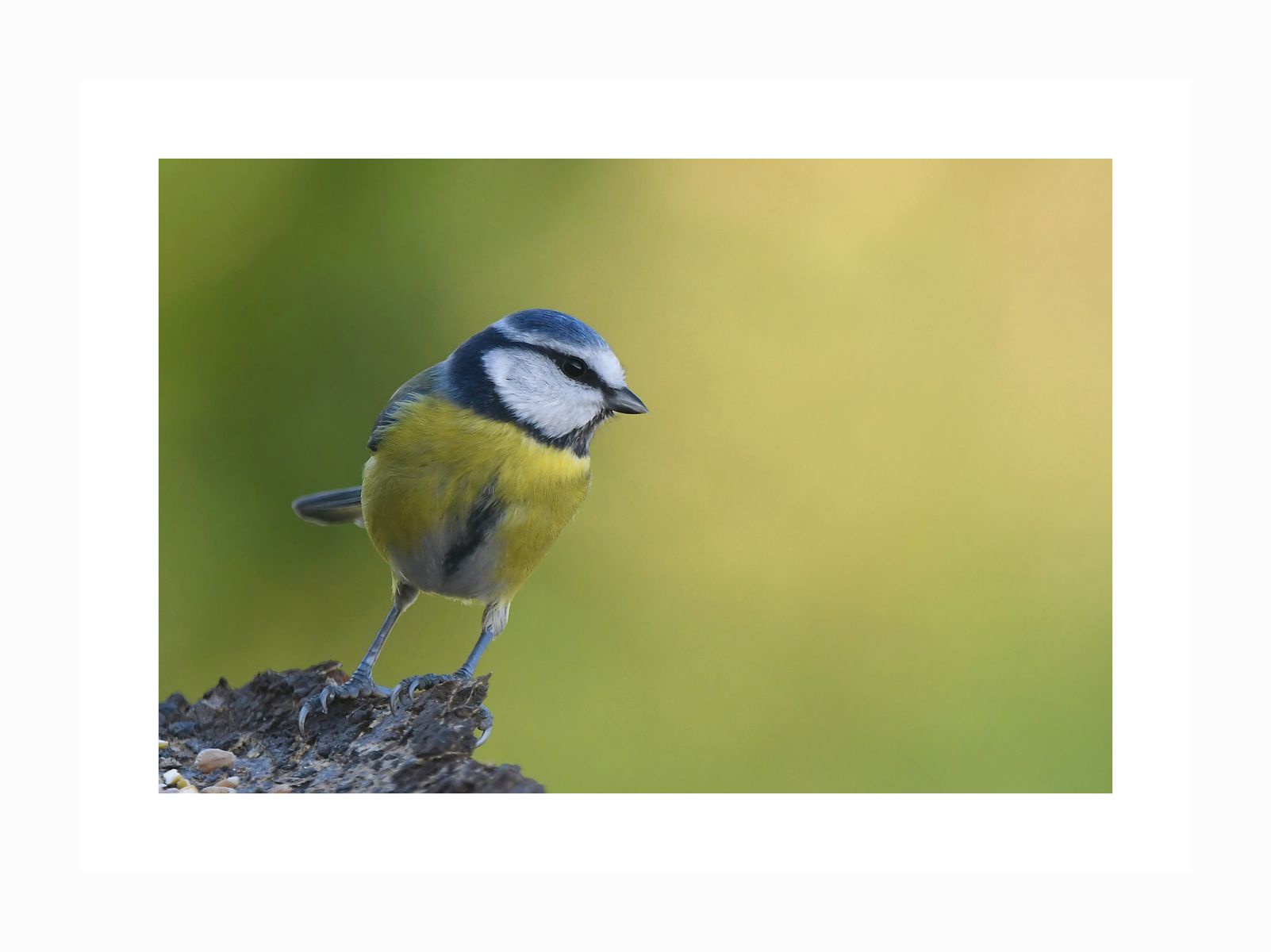 Mésange bleue: a beautiful sight from France, department Vienne, 12/24.