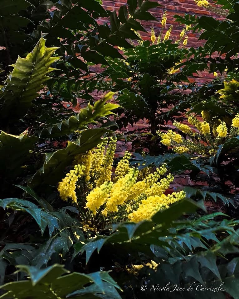 A Splash of Yellow: The Color of Joy