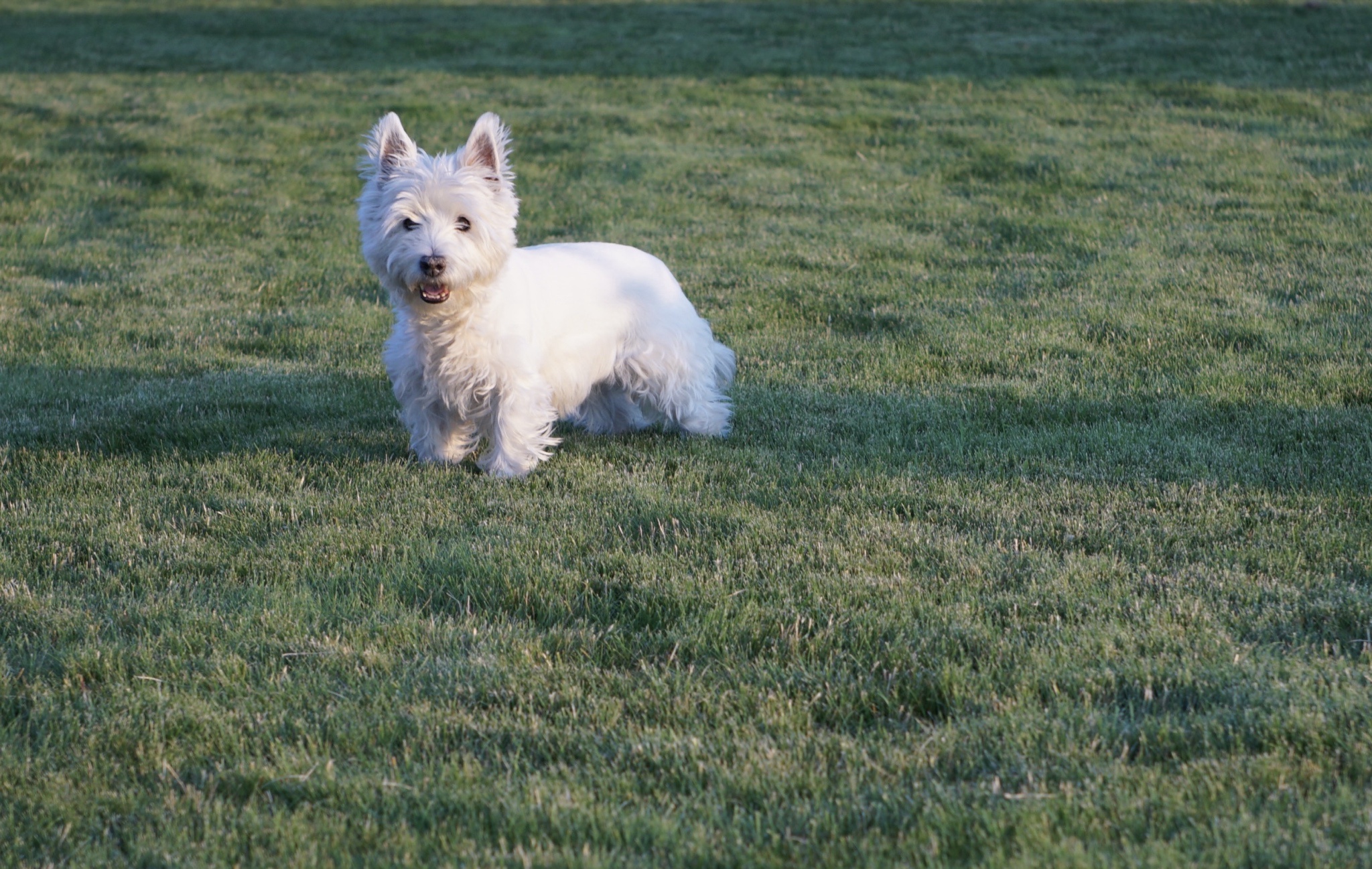 Behold, her majesty Lily Bella in her beloved green grass paradise.