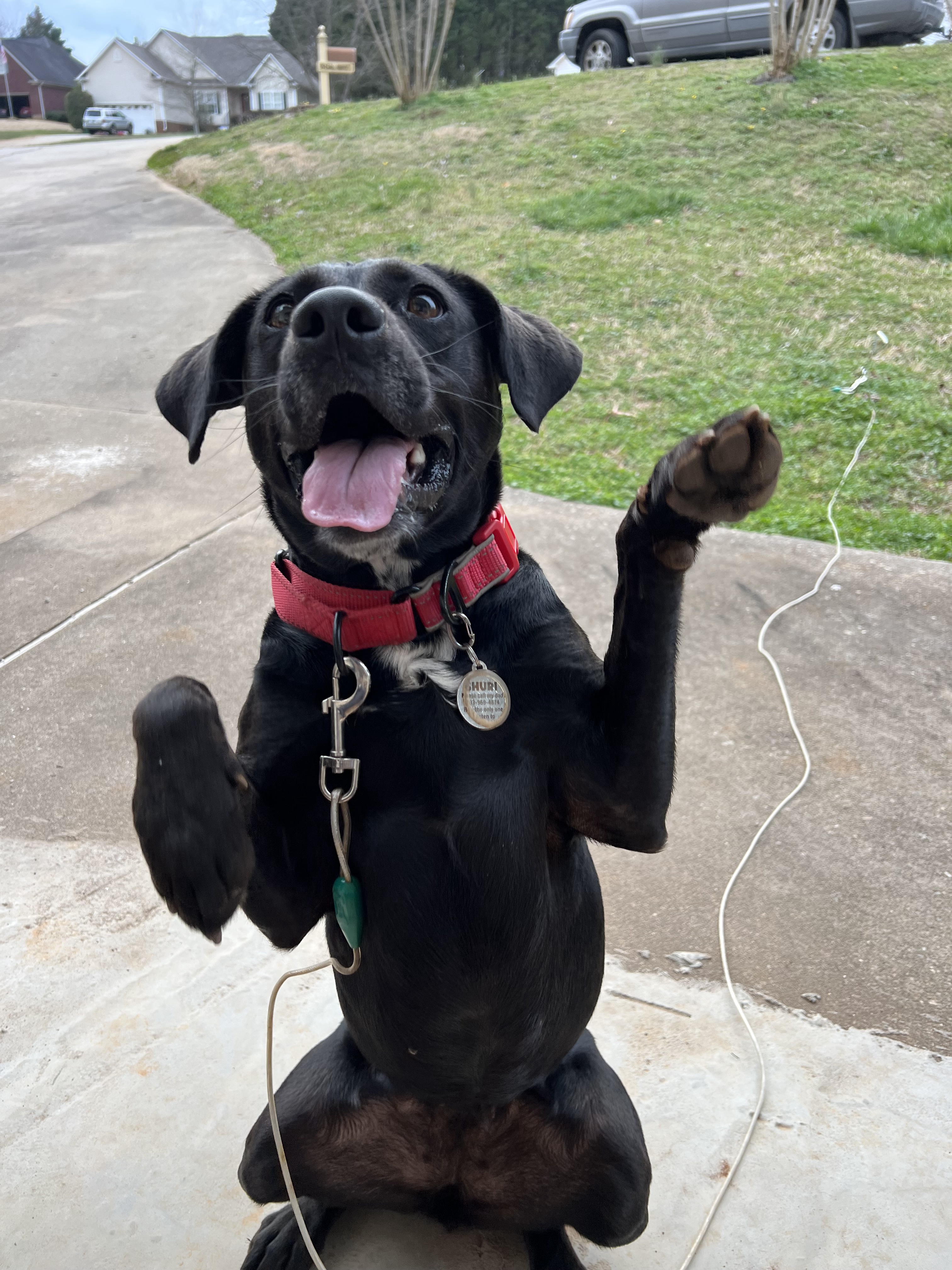 Hey Imgur! Celebrating My 13th Cake Day with My Amazing Dogs and a Cat Tax!