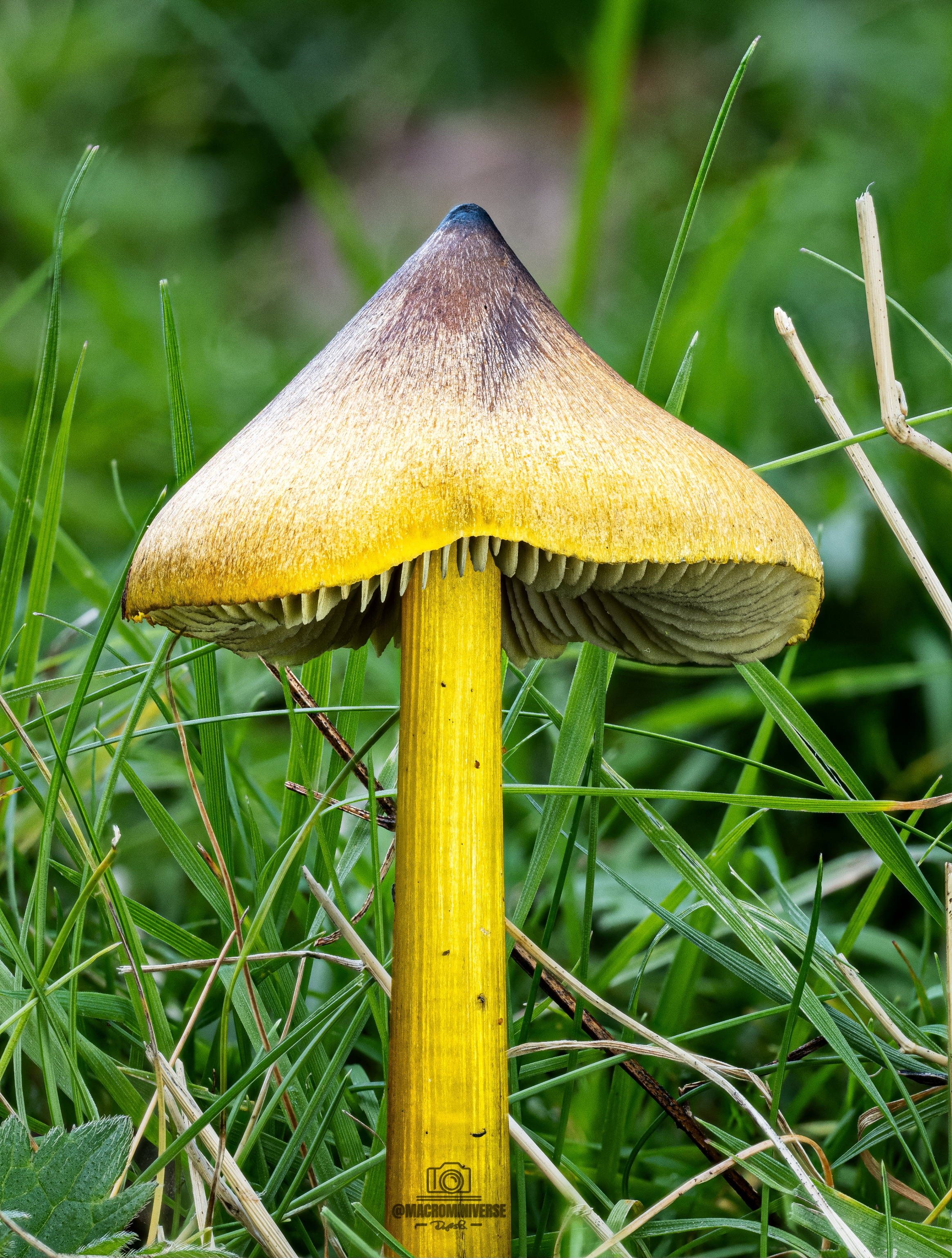 Meet the Unique Blackening Waxcap [OC]