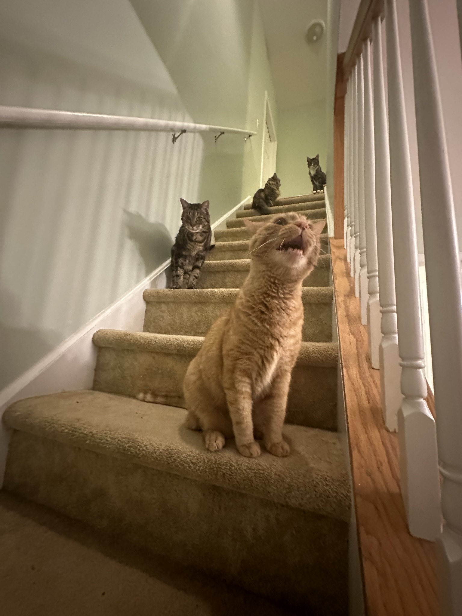 Introducing 'Stairway to Mayhem' by Meowzebub.