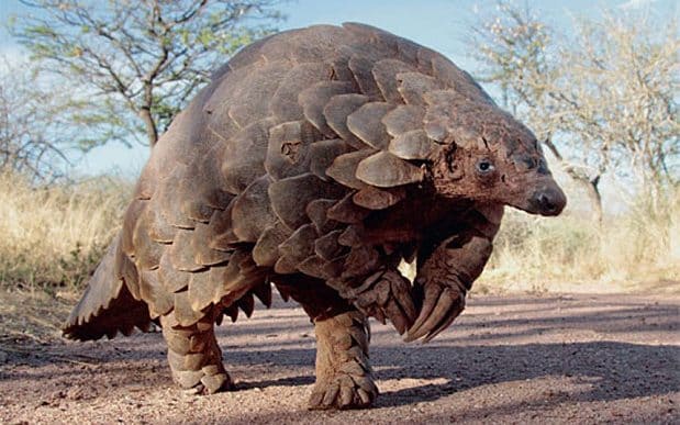 I guess I'm fashionably late, but I'll bring the assault pinecone with me!