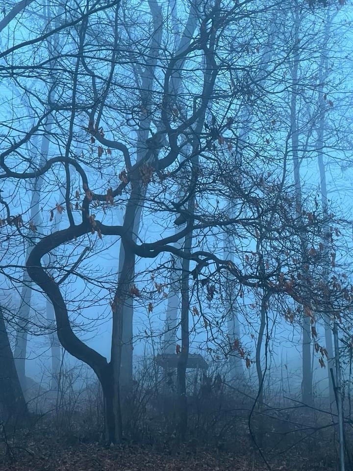 Another foggy morning casts a mystical vibe.