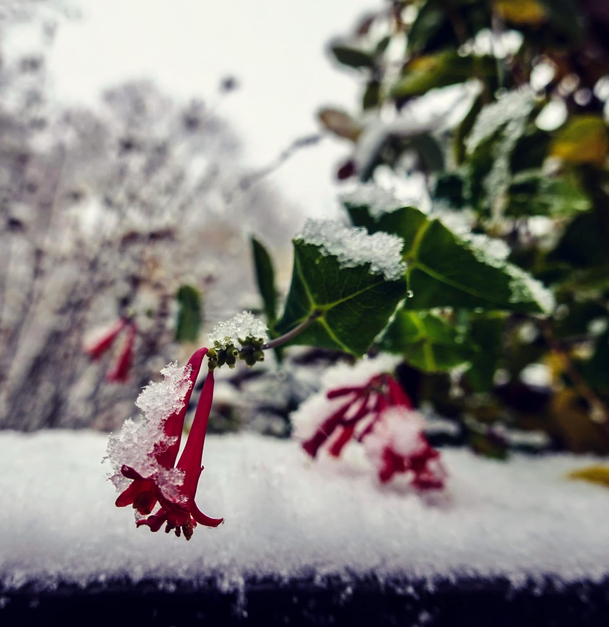 Trumpet Vine Covered in a Blanket of Snow