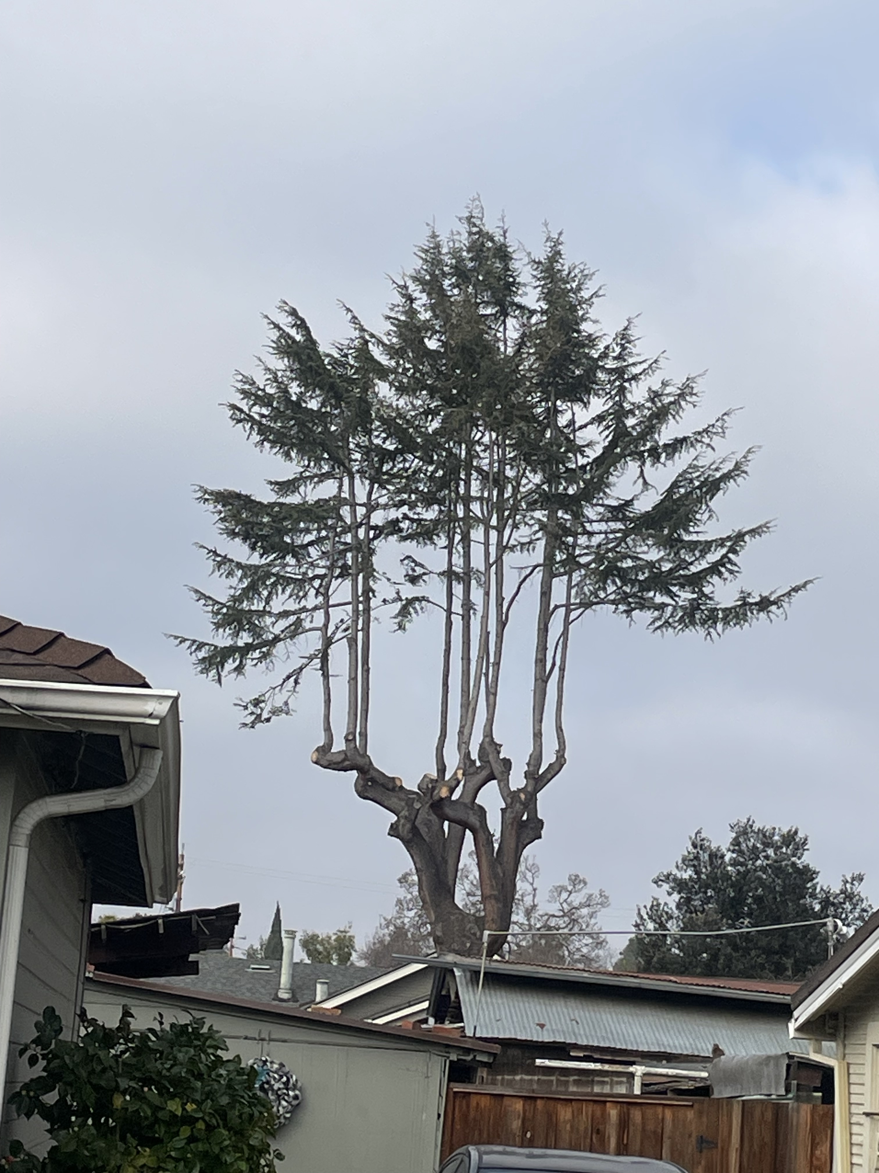 Check out this amazing tree I spotted today!