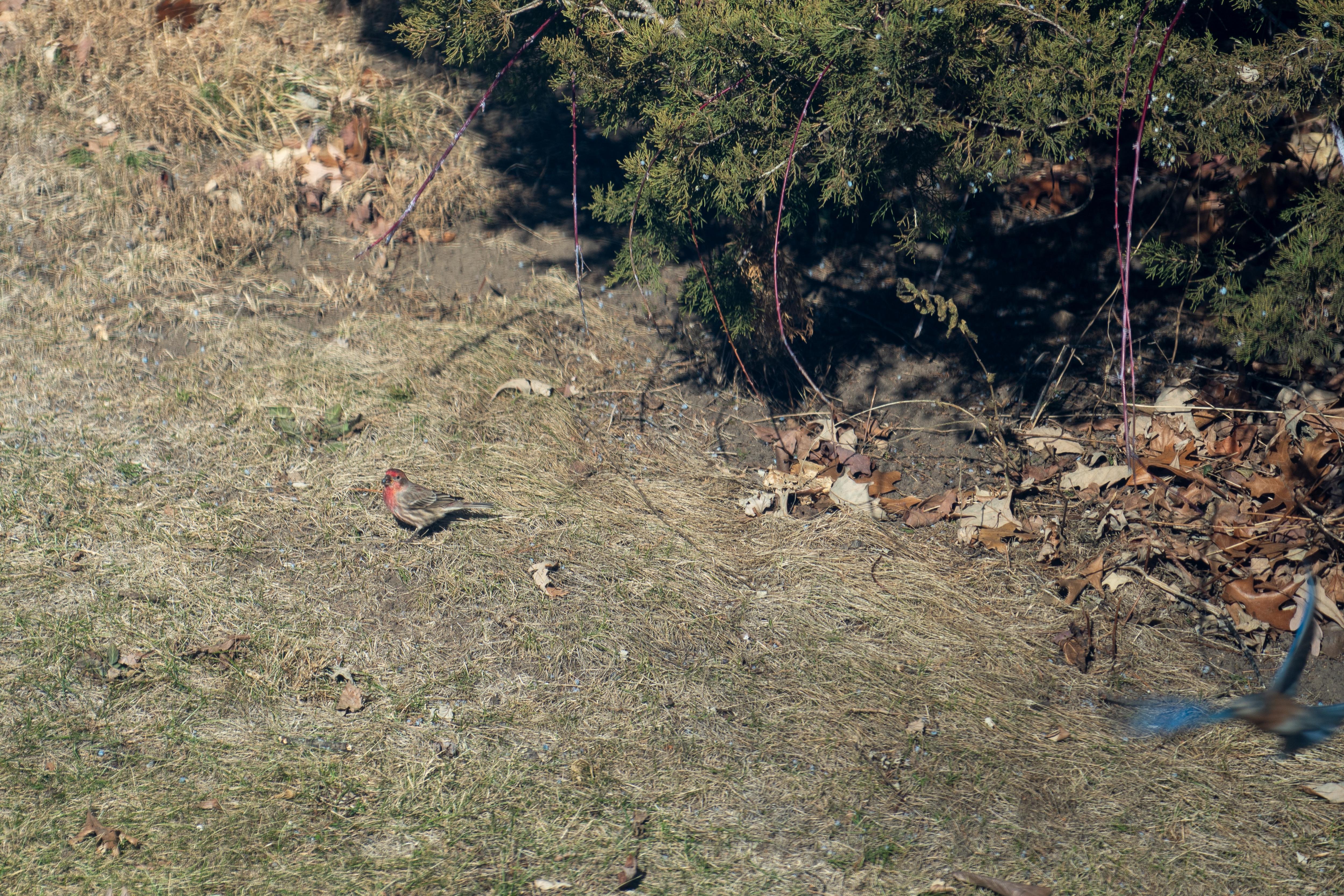 Look Who's Back: The Yard Birds!