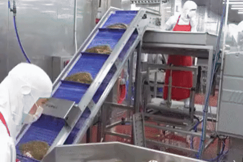 Welcome to the flatfish factory, where the fish are anything but ordinary!