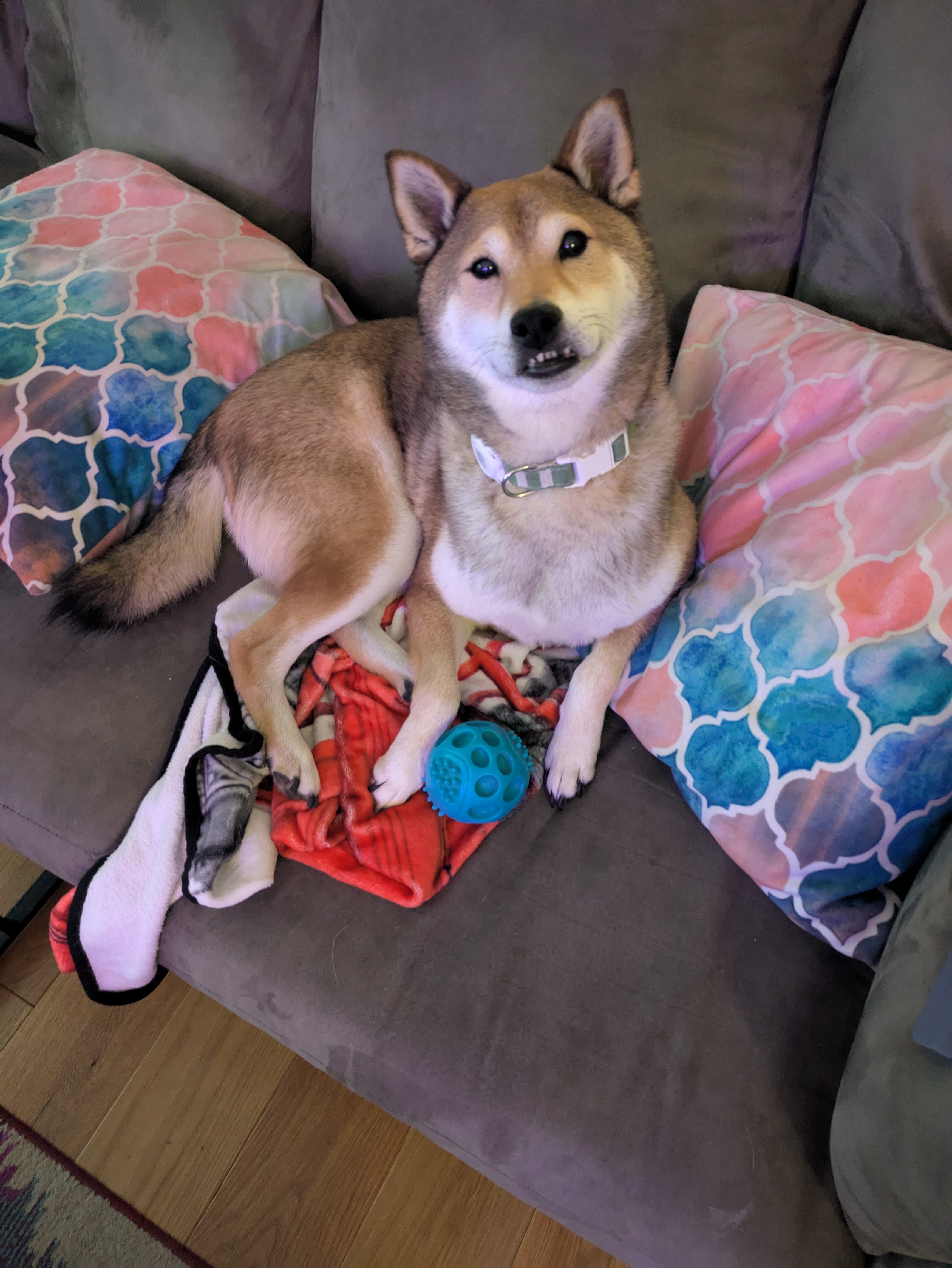 The Morning Shib Shenanigans